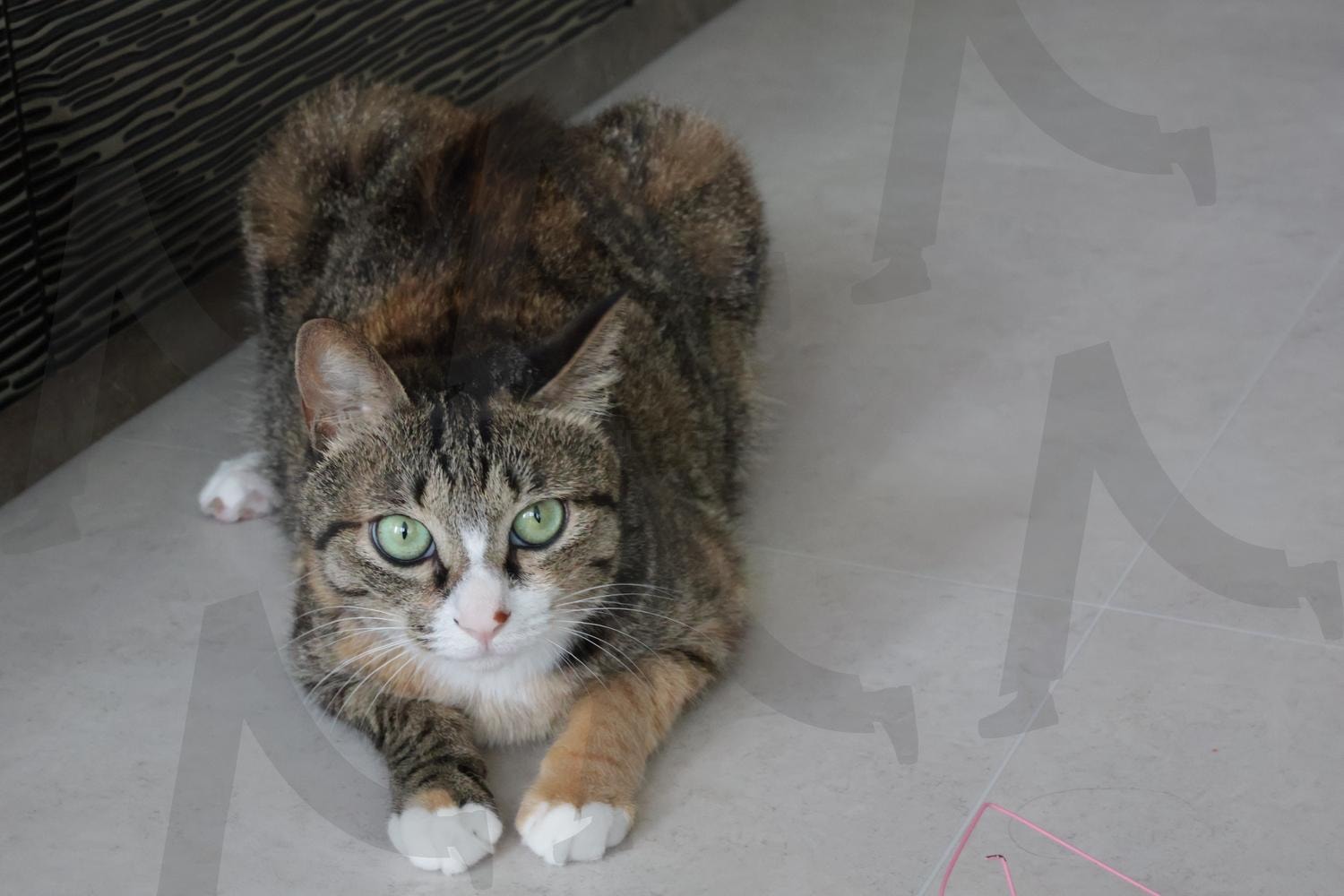 고양이 | 고양이, 아픈고양이, 집고양이, 냥이, 동물 | 스탠바이 STANDBUY 디지털 콘텐츠