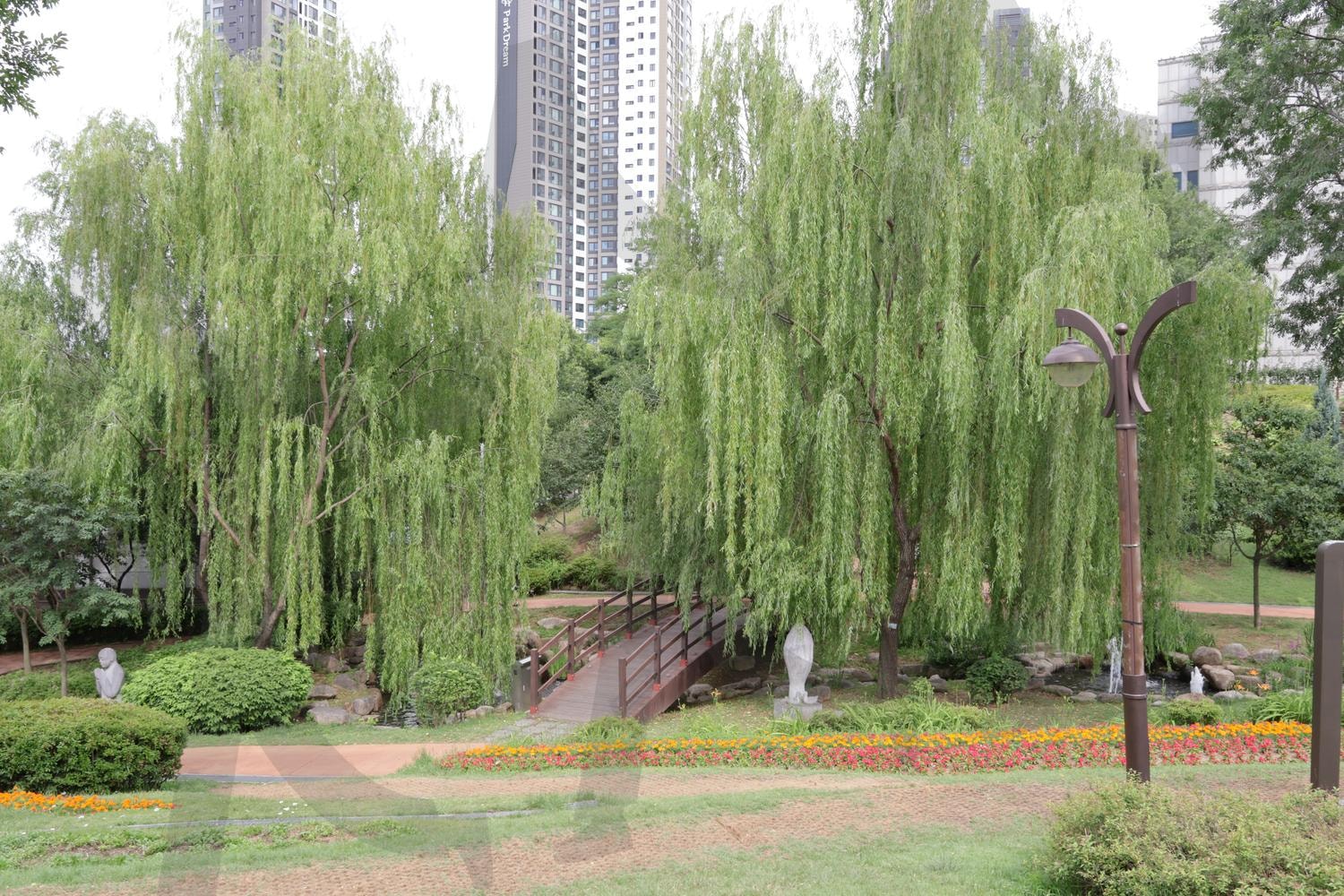 수양버들 나무 | 수양버들, 버드나무, 나무, 초록, 버드나무속, 버느나무과 | 스탠바이 STANDBUY 디지털 콘텐츠