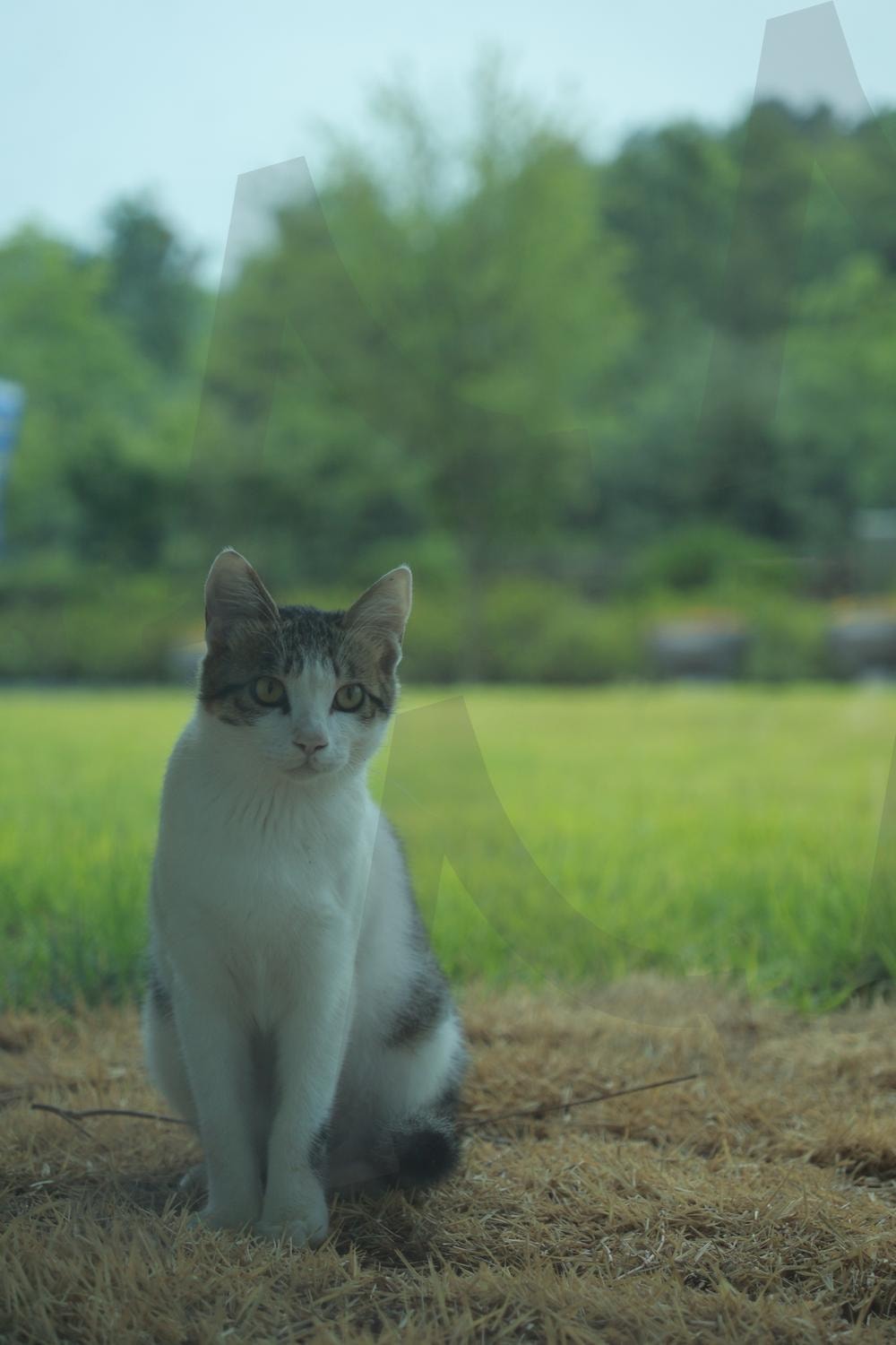 궁금한 고양이 | 이쁜고양이, 냥이, 고양이, 아기고양이, 동물, 예쁜고양이 | 스탠바이 STANDBUY 디지털 콘텐츠