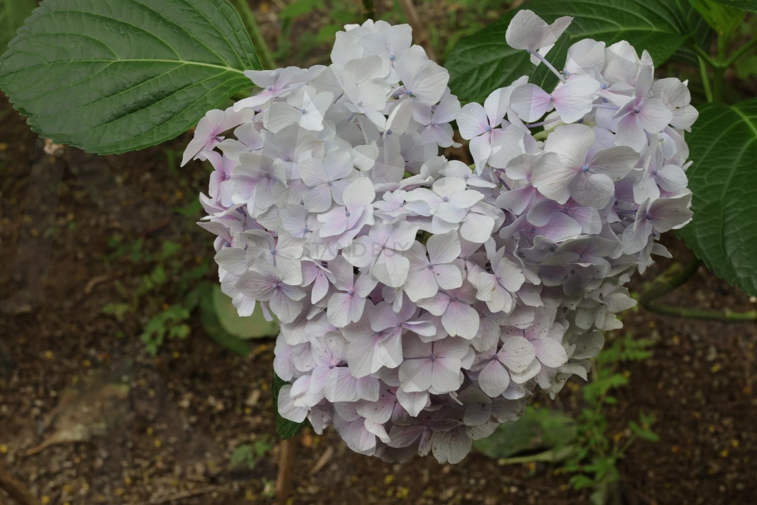 하트 수국 | 하트, 수국, 흰수국, 분홍수국, 꽃, 하트수국 | 스탠바이 STANDBUY 디지털 콘텐츠