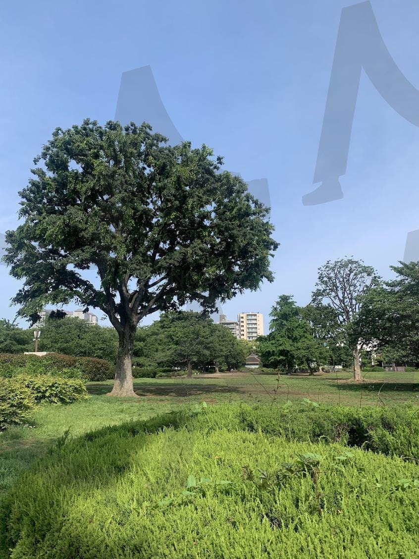 오후 공원 | 나무, 도쿄, 일본감성, 공원, 휴식, 휴가, 감성사진 | 스탠바이 STANDBUY 디지털 콘텐츠