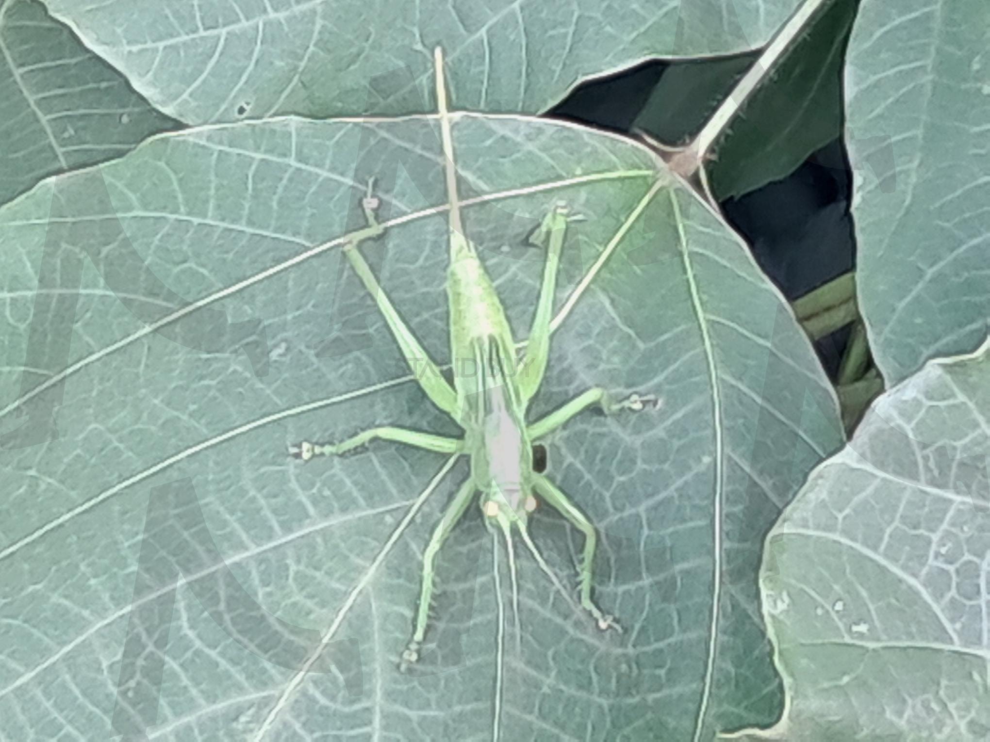 풀벌레 | 세종시 금강 둘레길, 길옆 풀벌레, 금강 천정지역, 풀벌레, 어린 시절 상기 | 스탠바이 STANDBUY 디지털 콘텐츠