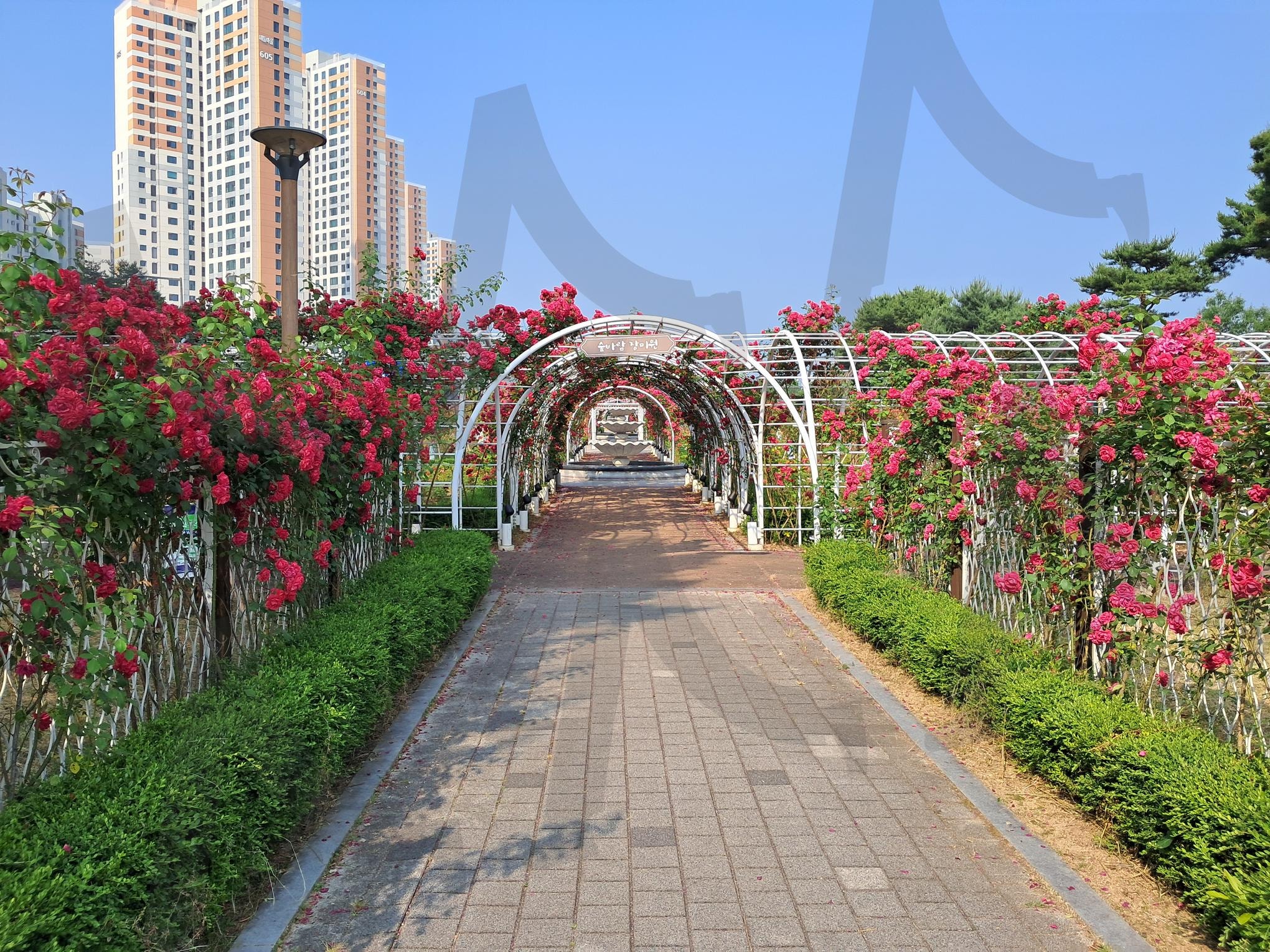 장미공원 | 장미공원, 다양한 징미꽃, 장미꽃이 주는 기쁨, 장미꽃의 아름다움, 장미꽃의 상징성 | 스탠바이 STANDBUY 디지털 콘텐츠