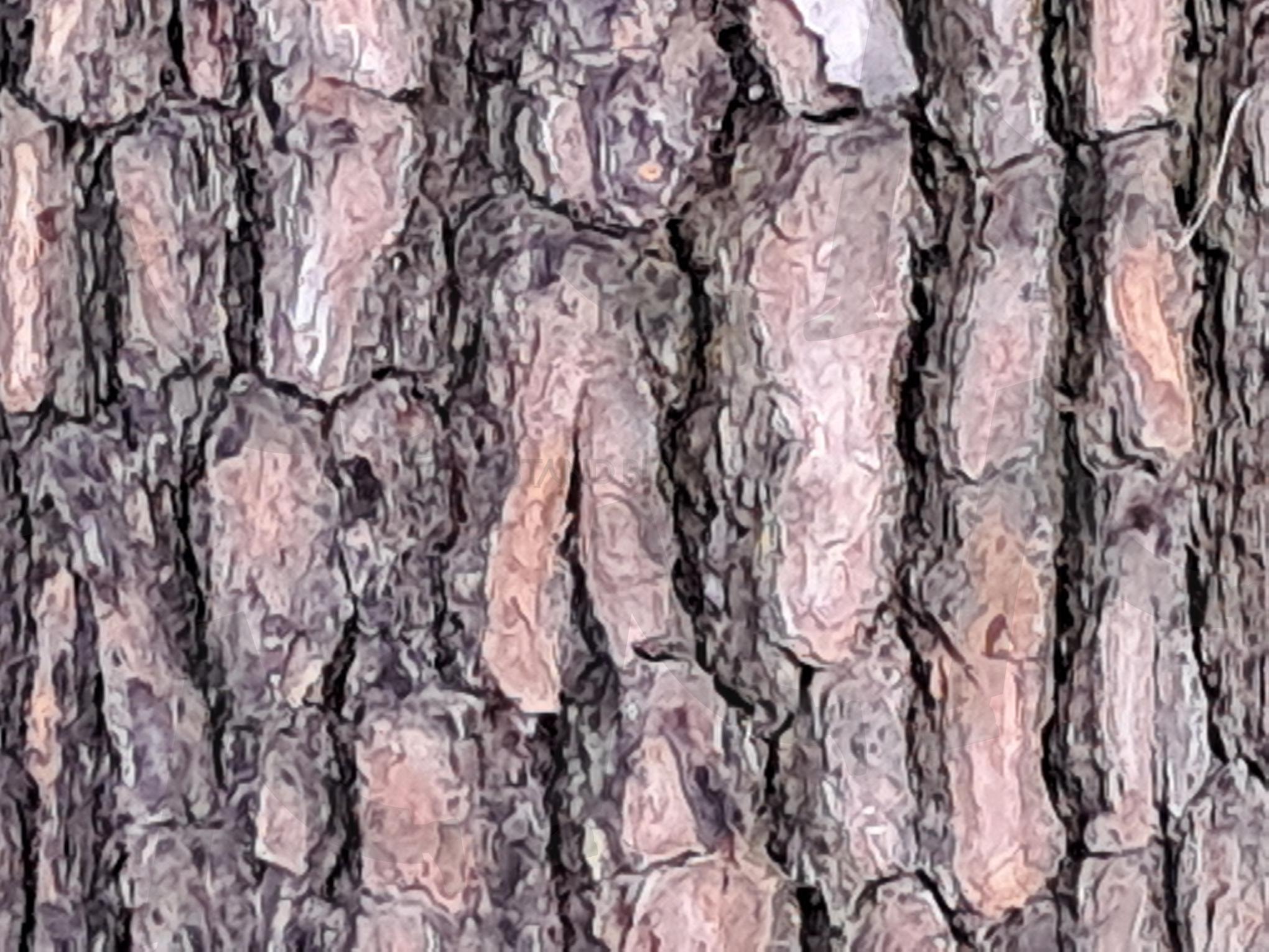 소나무 무의 | 소나무, 소나무의 싱질, 우리 국민의 정서, 소나무 무늬와 한국인의 정서, 소나무의 친근합 | 스탠바이 STANDBUY 디지털 콘텐츠