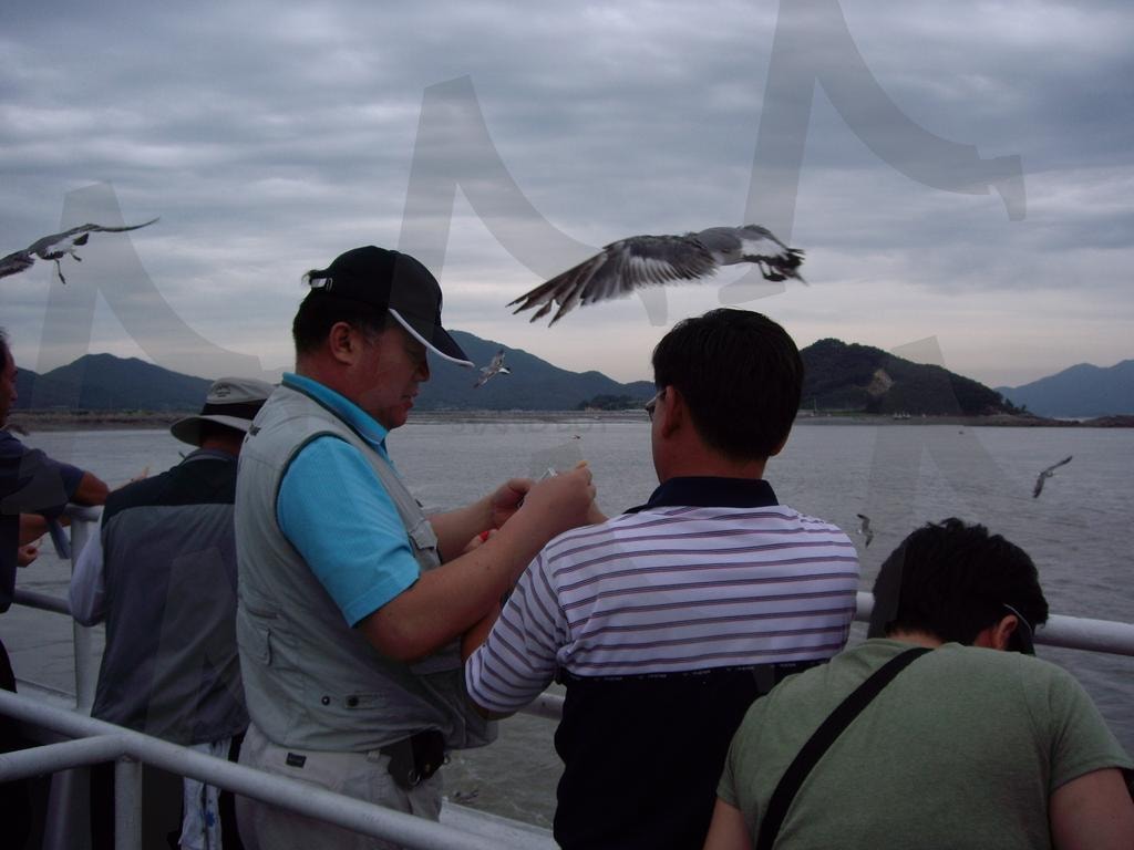 갈매기 먹이주기 | 인천, 서해안 바다, 보문사 기는 길, 갈매기, 먹이주기 | 스탠바이 STANDBUY 디지털 콘텐츠