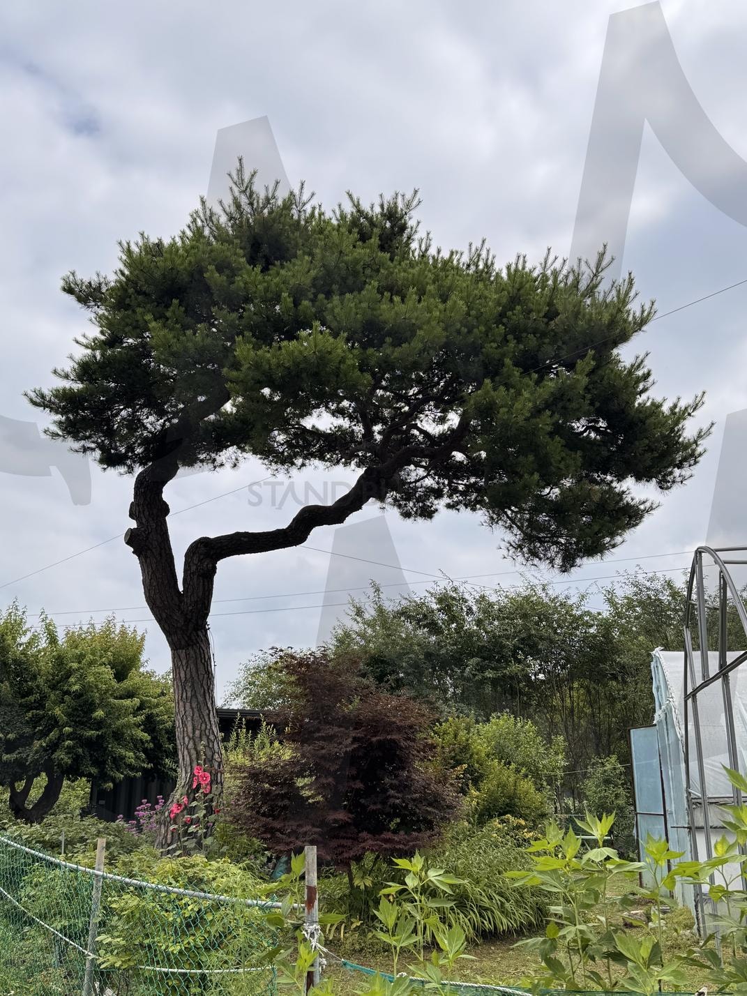 소나무 | 소나무, 풍경, 나무, 조경, 조경수 | 스탠바이 STANDBUY 디지털 콘텐츠