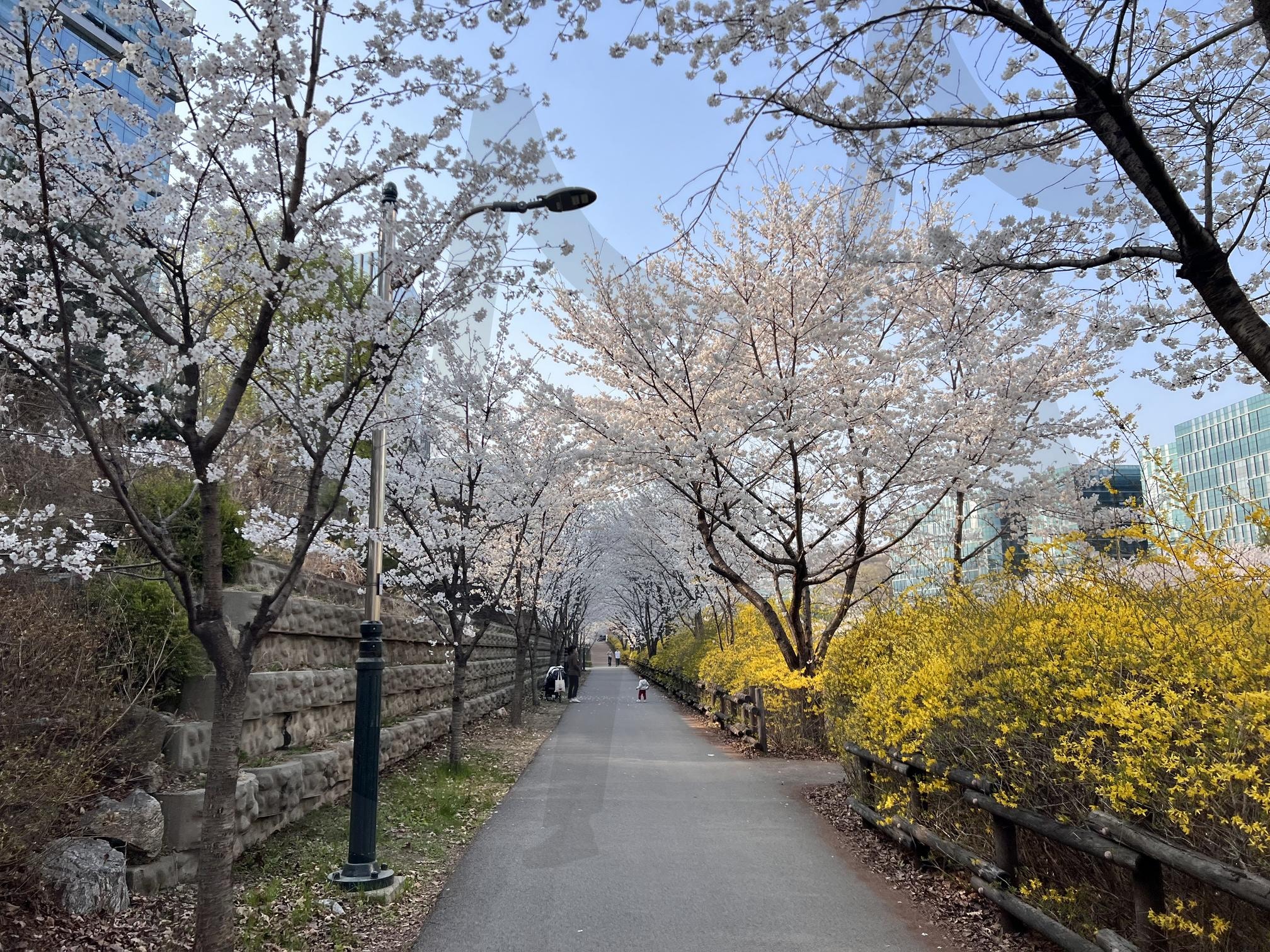 벚꽃길 | 도심, 벚꽃, 개나리, 봄, 사무실 | 스탠바이 STANDBUY 디지털 콘텐츠