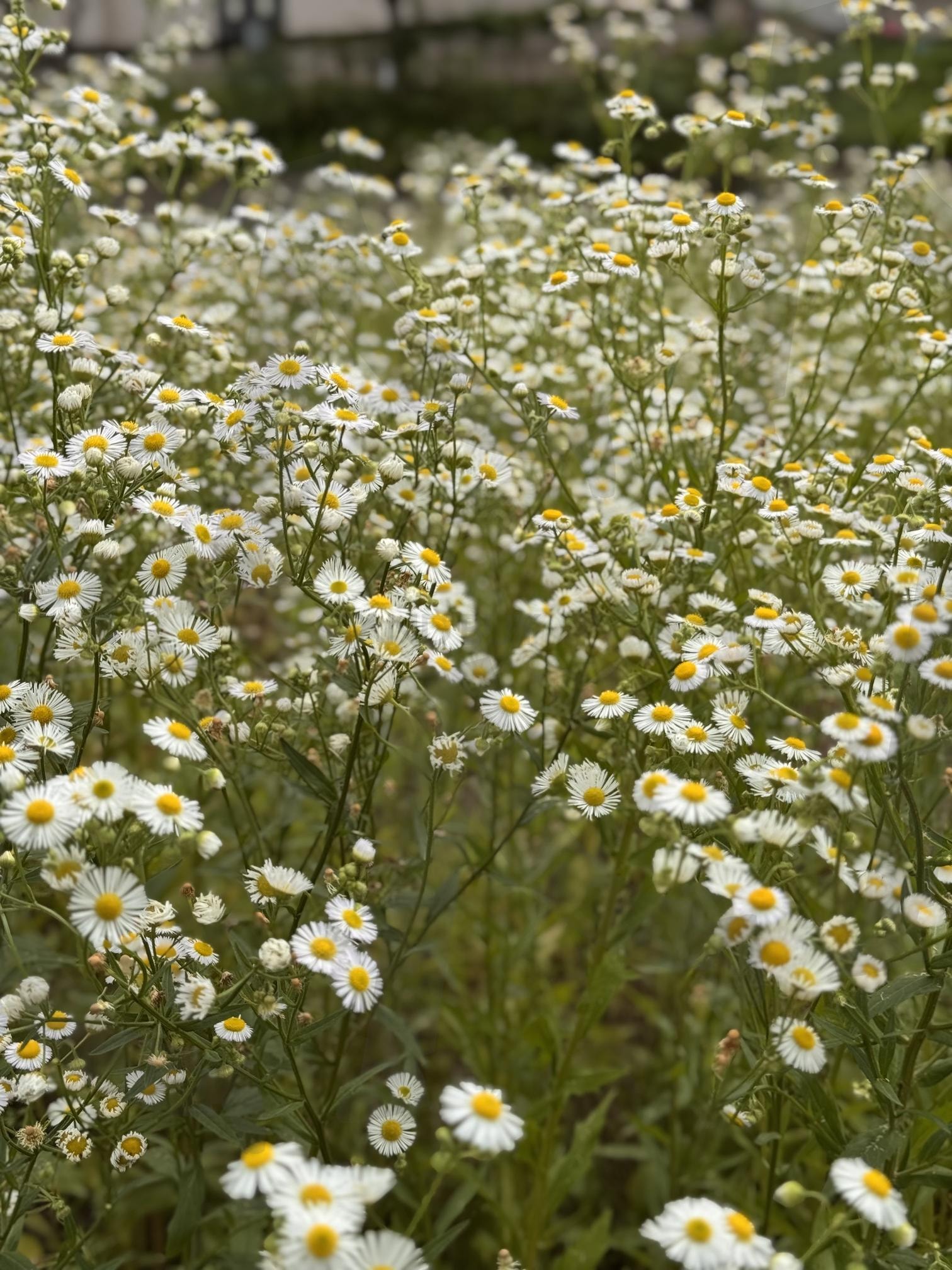 시골길의 개망초 | 개망초, 시골, 여름, 꽃, 한국꽃 | 스탠바이 STANDBUY 디지털 콘텐츠