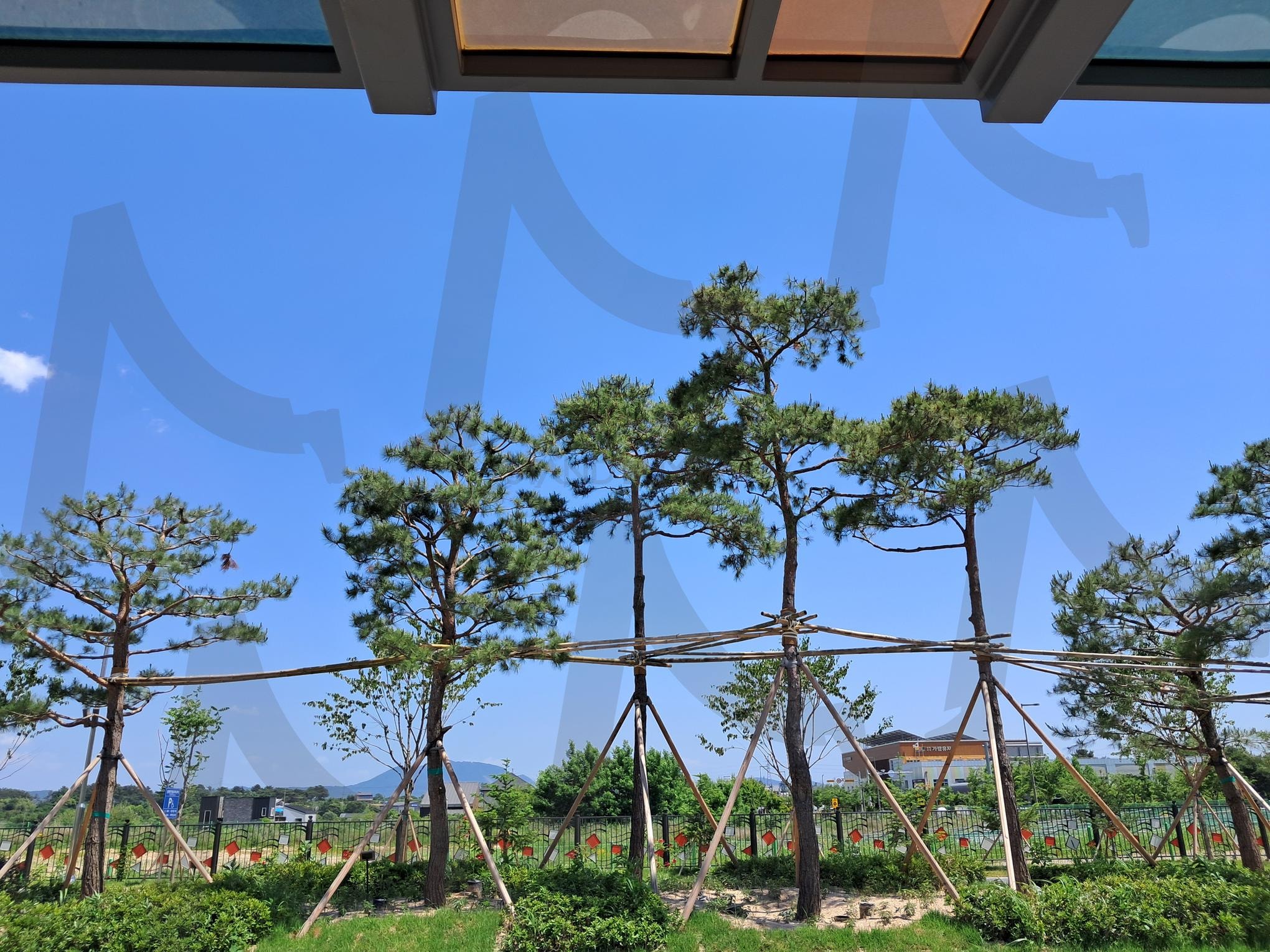 소나무 조경 | 세종시, 금강변, 소나무, 소나무의 아름다움, 소나무의 멋 | 스탠바이 STANDBUY 디지털 콘텐츠