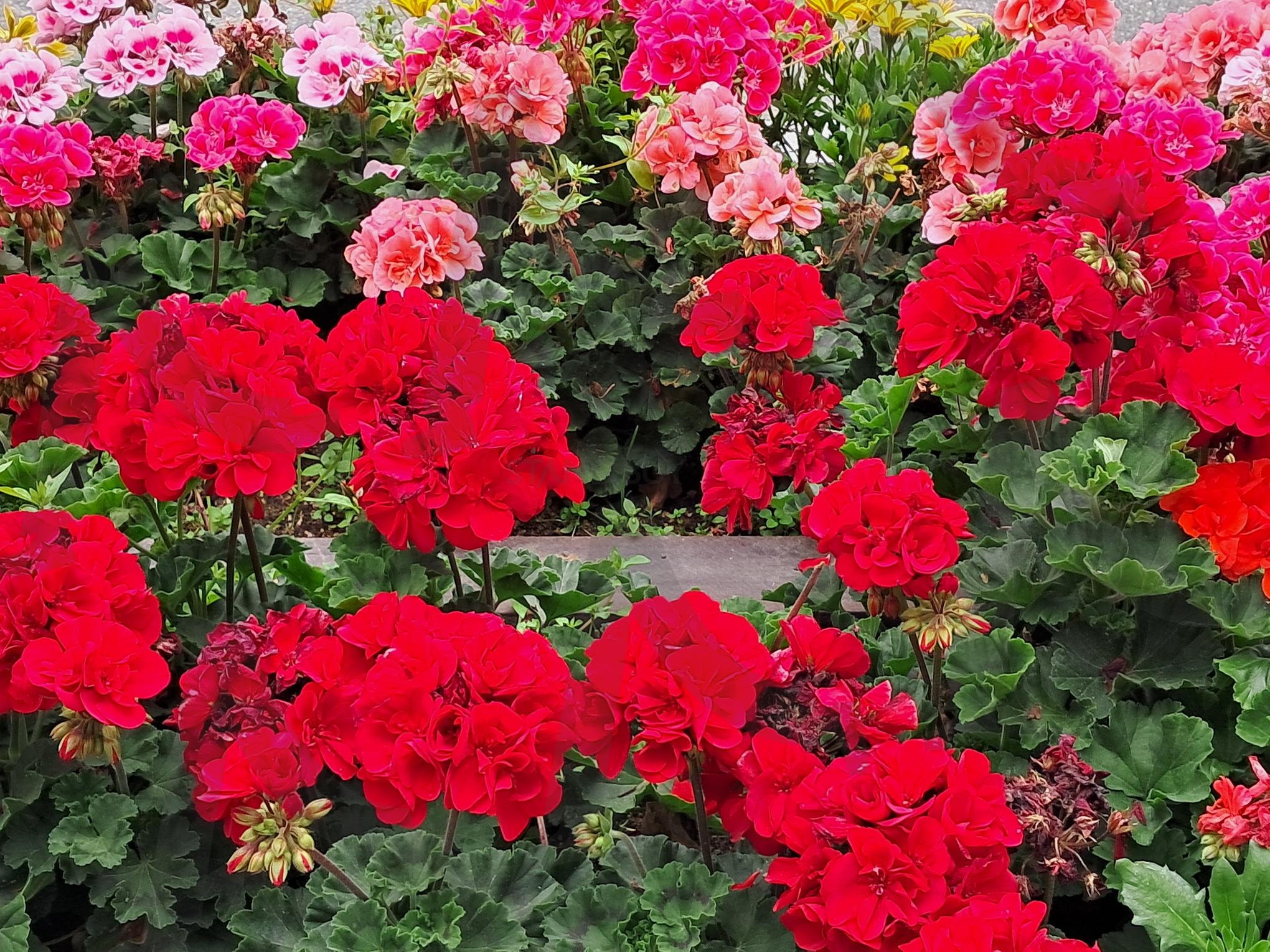 장미공원 | 장미공원, 세종시, 금강변, 장미의 아름다움, 시민휴식공간 | 스탠바이 STANDBUY 디지털 콘텐츠