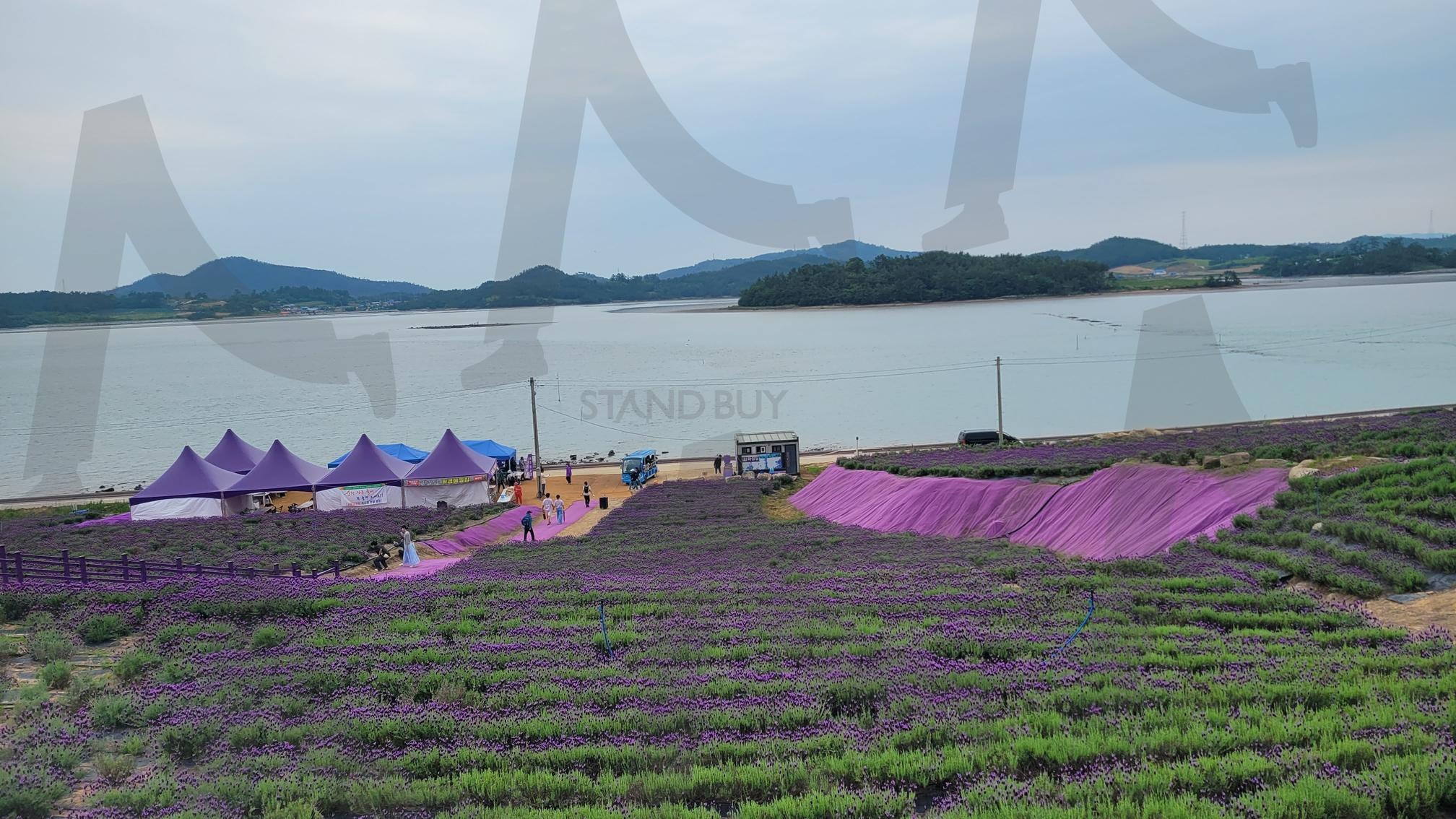 라벤다꽃 | 퍼플섬, 신안군, 라벤다꽃, 퍼플섬 아름다움, 서해안 섬 | 스탠바이 STANDBUY 디지털 콘텐츠