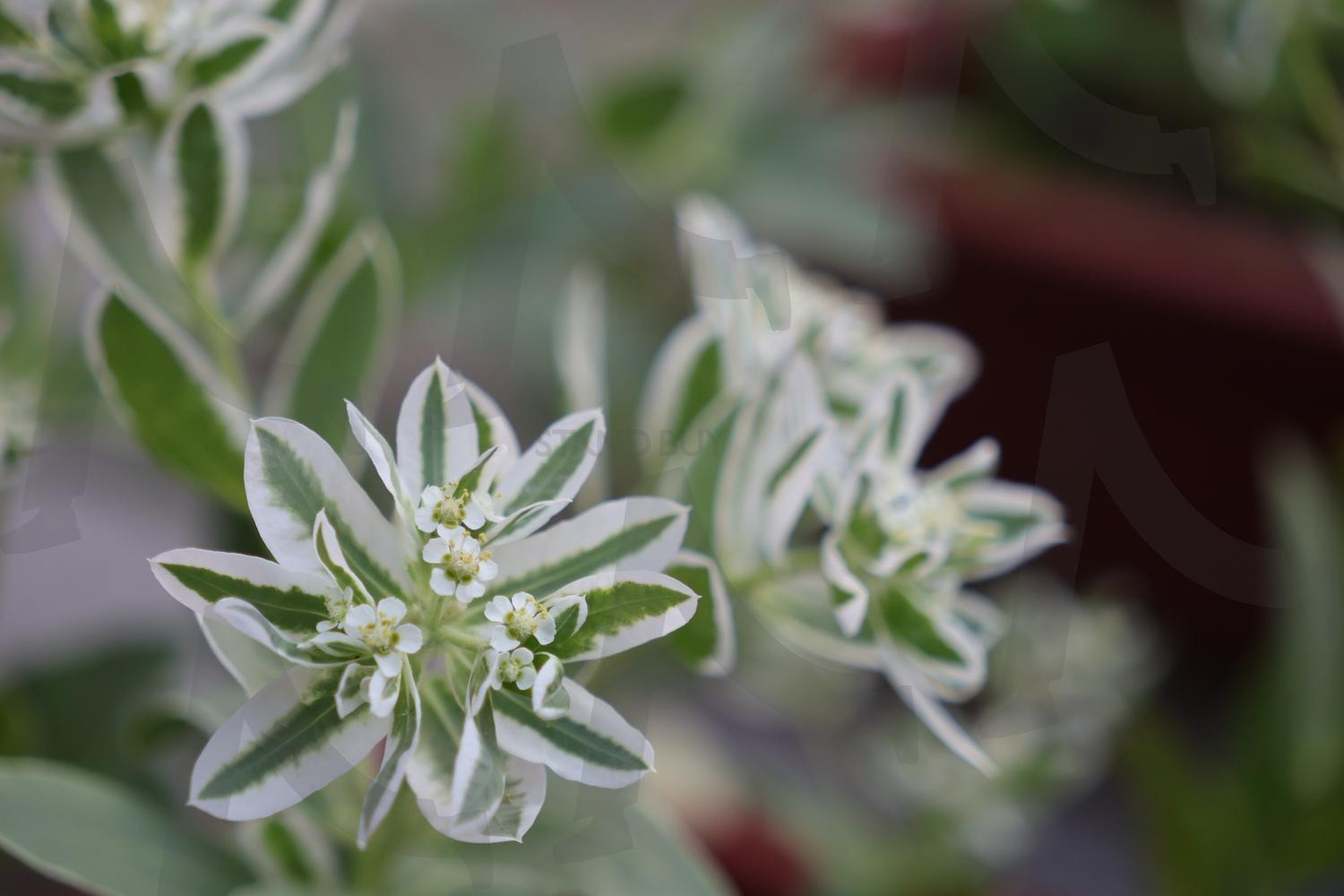 설악초 | 초설초, 야광초, 월광초, 환영, 축복, 설악초, 꽃, 흰꽃 | 스탠바이 STANDBUY 디지털 콘텐츠