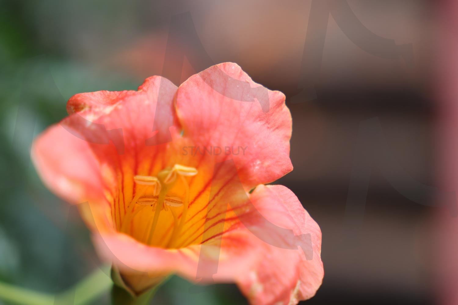 능소화 | 꽃, 주황꽃, 능소화, 능소화꽃, 능소화폭포, 덩굴꽃, 주황빛, 덩굴식물 | 스탠바이 STANDBUY 디지털 콘텐츠