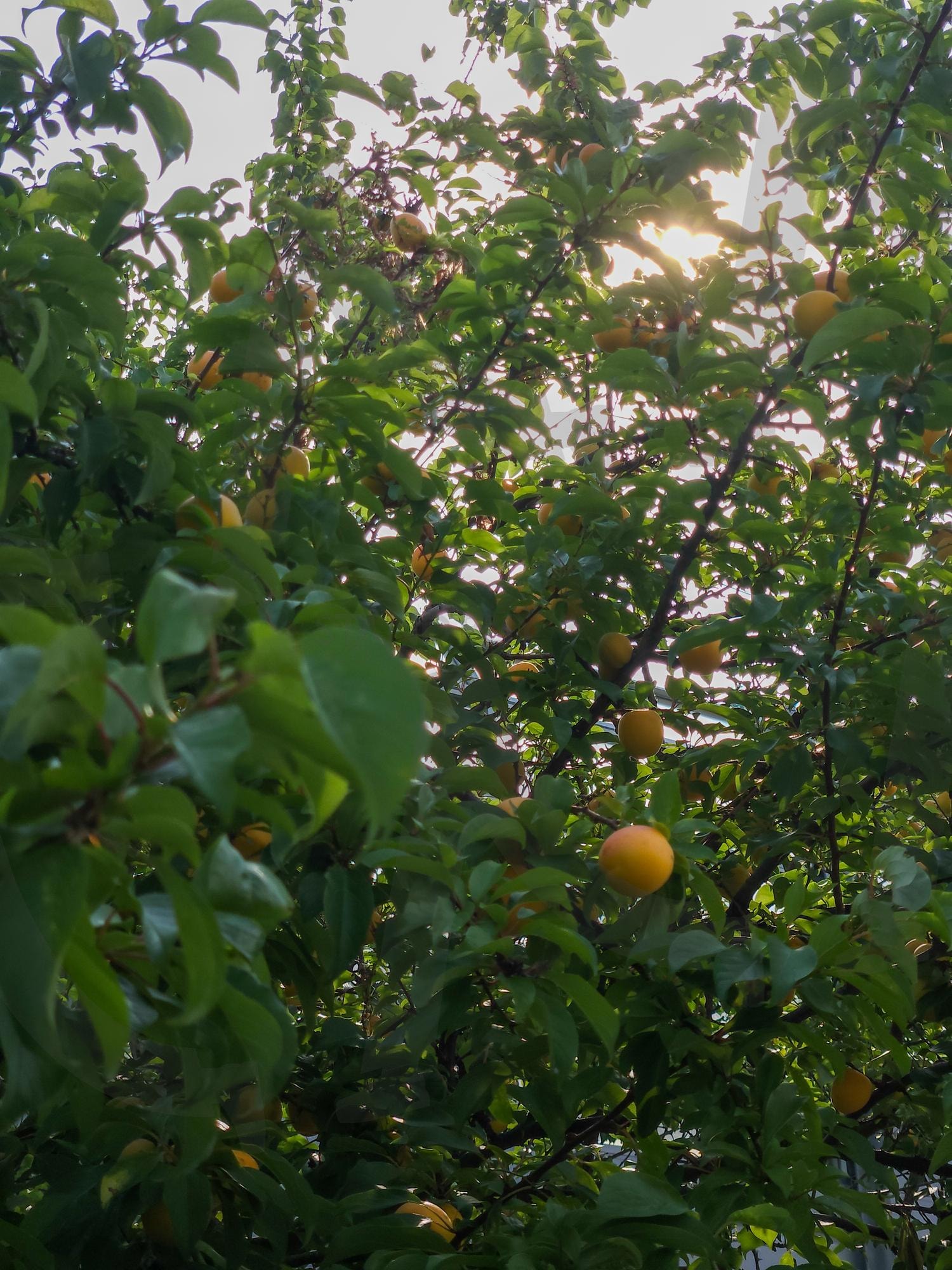 살구나무 | 살구, 살구나무, 열매, 열매나무, 주황열매, 노란열매, 나무 | 스탠바이 STANDBUY 디지털 콘텐츠