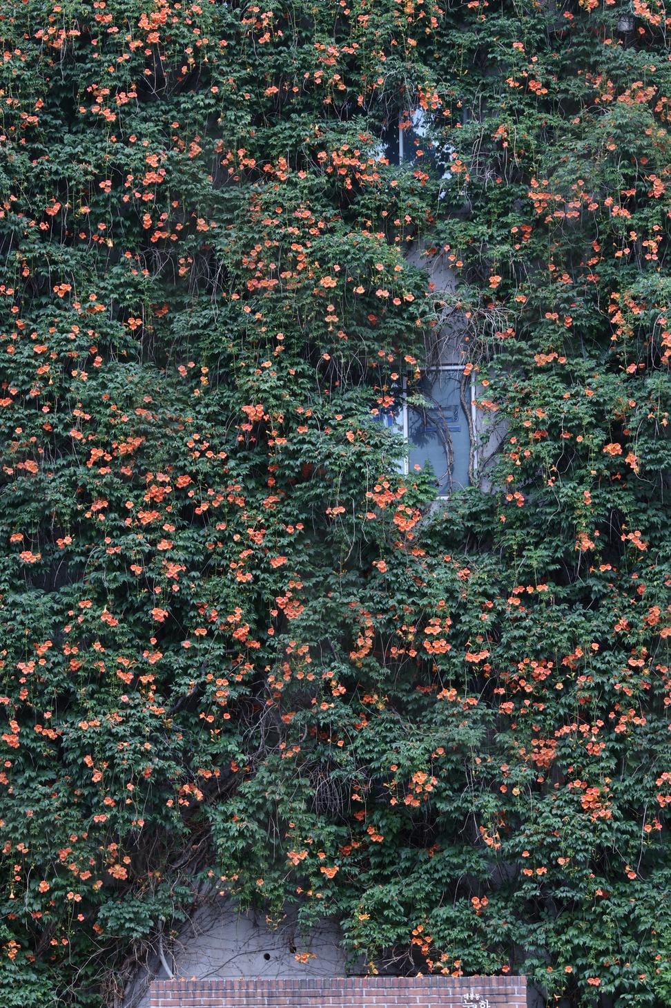 능소화폭포 | 능소화폭포, 능소화, 대구능소화, 주황빛, 덩굴식물, 덩굴꽃, 4m | 스탠바이 STANDBUY 디지털 콘텐츠