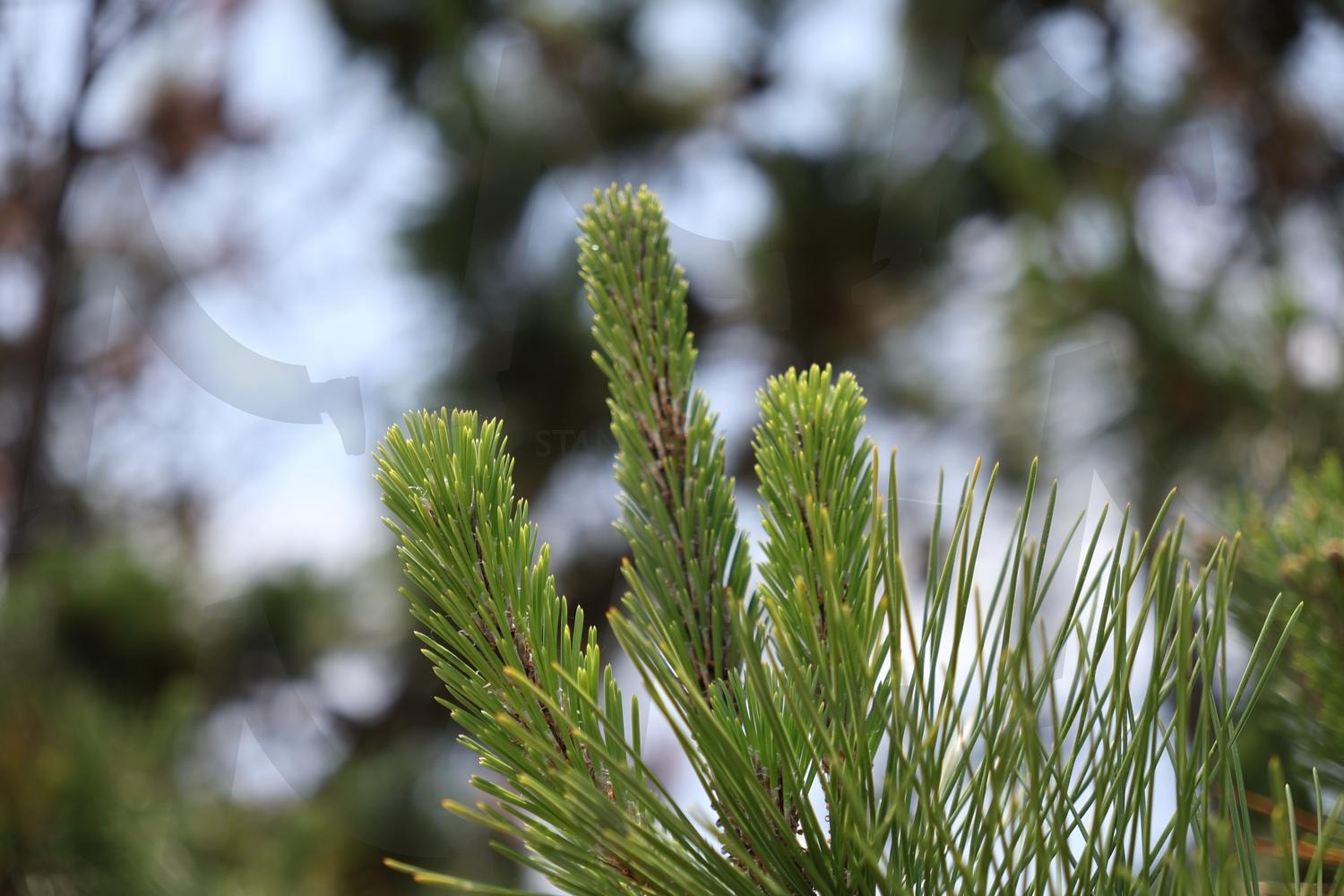 솔나무 | 솔나무, 초록색, 식물, 나무, 자연, 초록, 푸른 | 스탠바이 STANDBUY 디지털 콘텐츠