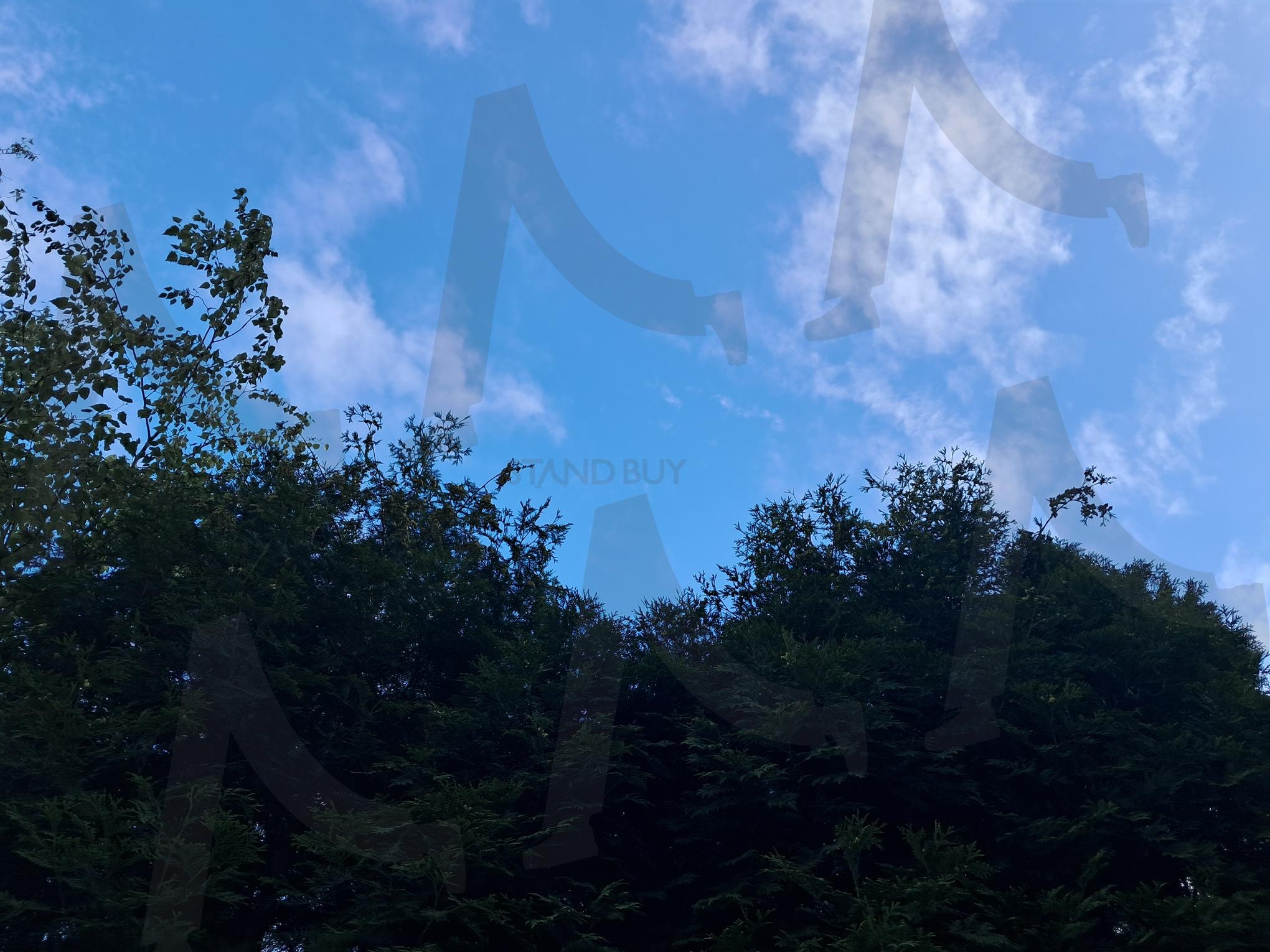 축백나무 | 측백나무, 측백나무 조경, 측백나무와 건강, 세종시 소담동, 새샘마을 2단지 | 스탠바이 STANDBUY 디지털 콘텐츠