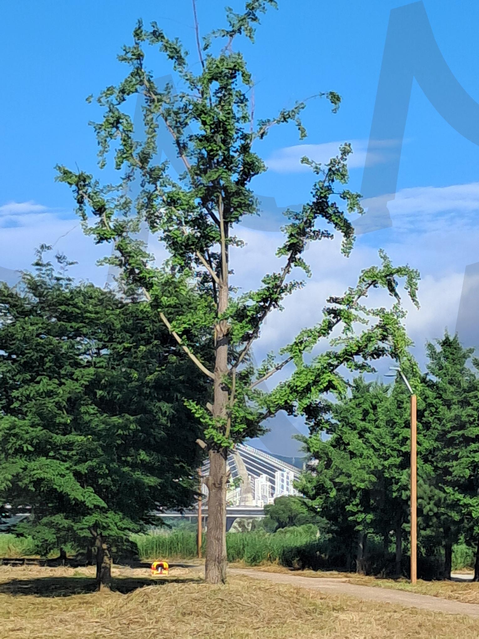 은행나무 | 은행나무, 금강 자전거도로, 우뚝선 은행나무, 세종시의 생동감, 금강과 은행나무 | 스탠바이 STANDBUY 디지털 콘텐츠