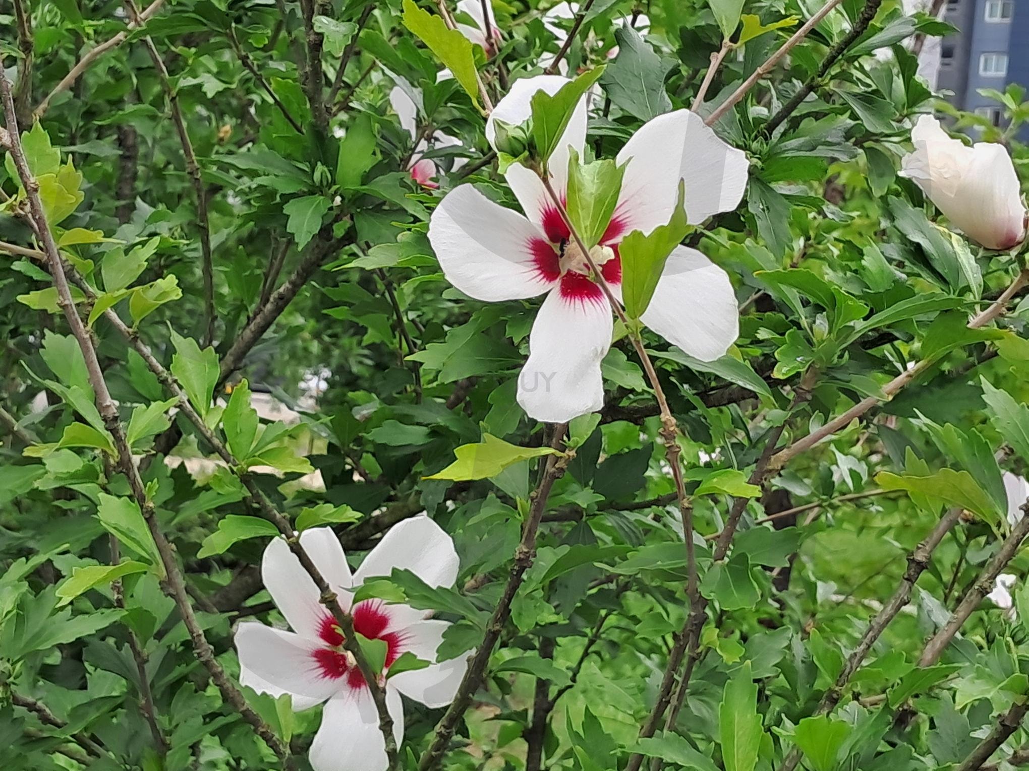 무궁화꽃 | 무궁화, 국화, 겨레와 무궁화, 세종시 소담동 금강공원, 무궁화와 애국심 | 스탠바이 STANDBUY 디지털 콘텐츠