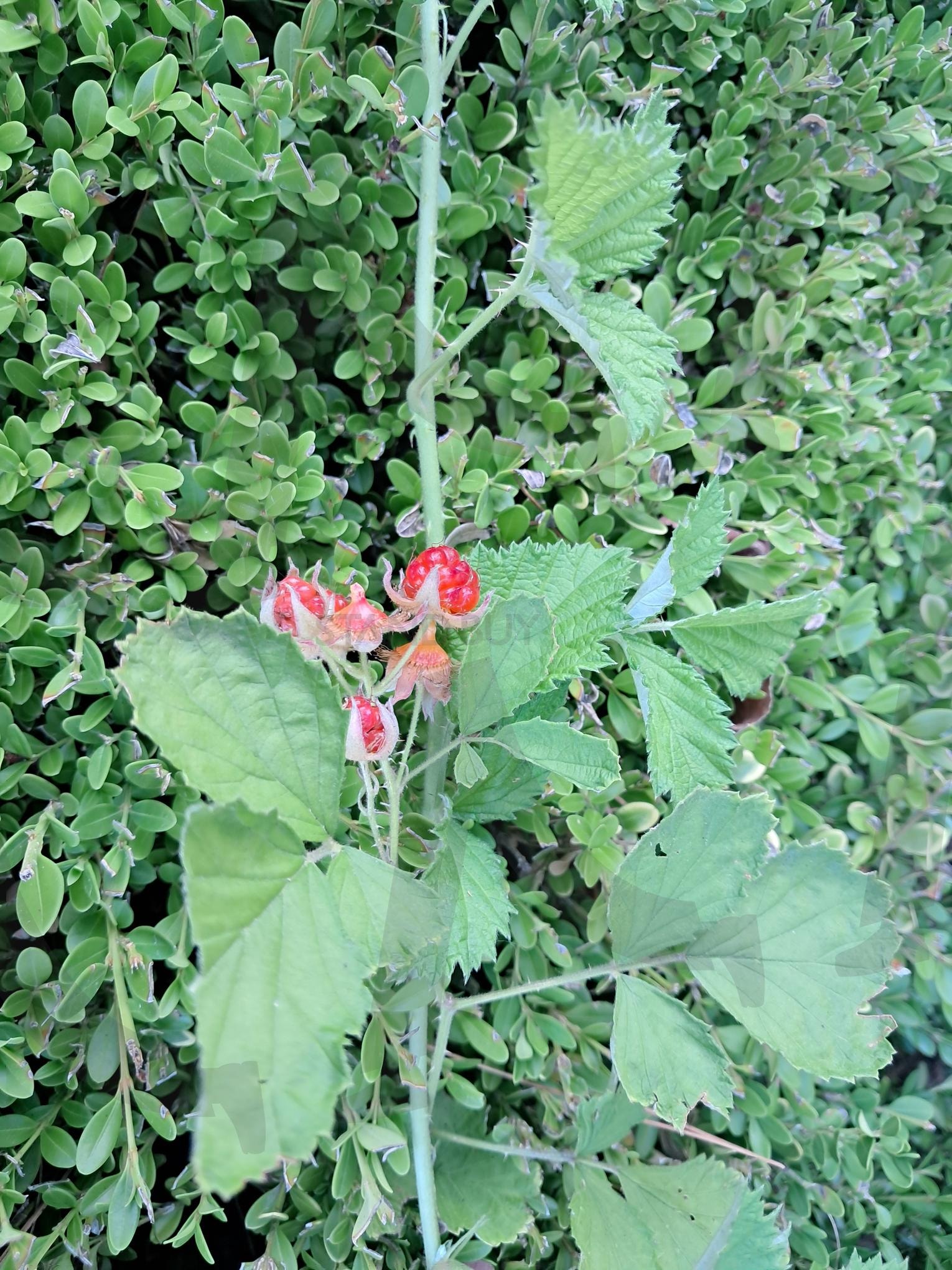 산딸기 | 산딸기, 세종시 소담동 도로 화단, 선딸기 열매, 산딸기와 세종시, 금강길 옆 | 스탠바이 STANDBUY 디지털 콘텐츠
