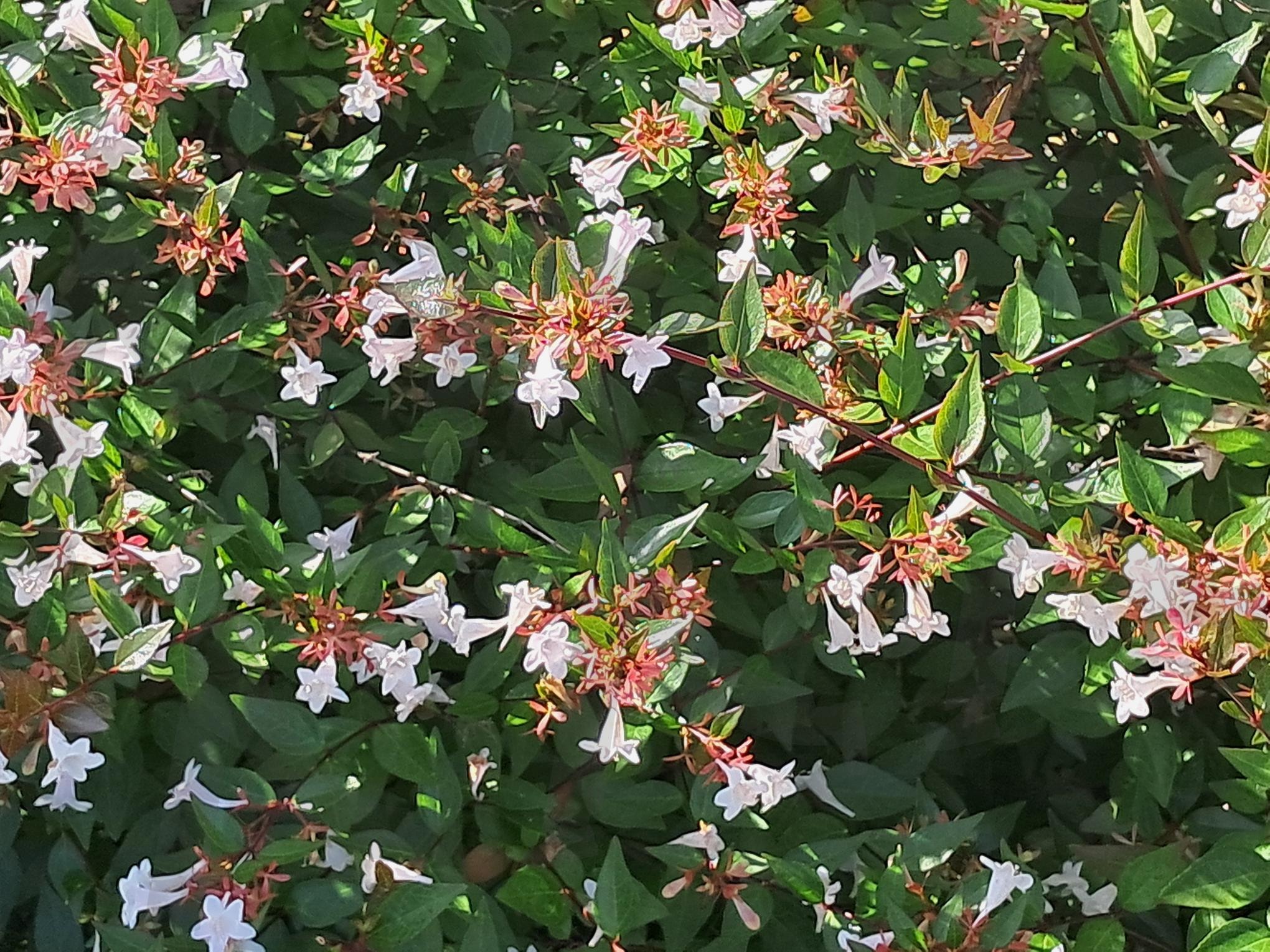 도로변 조경나무 꽃 | 세종시도로, 도로변 조경나무, 조경나무 꽃, 조경수 꽃 무리, 꽃과 정서순화 | 스탠바이 STANDBUY 디지털 콘텐츠