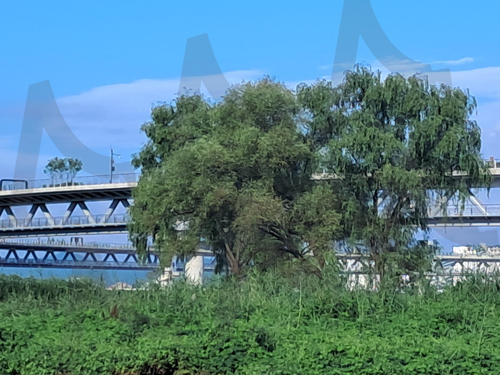 수양버드나무 | 세종시, 금강, 버드나무, 이응교, 금강의 아름다움 | 스탠바이 STANDBUY 디지털 콘텐츠