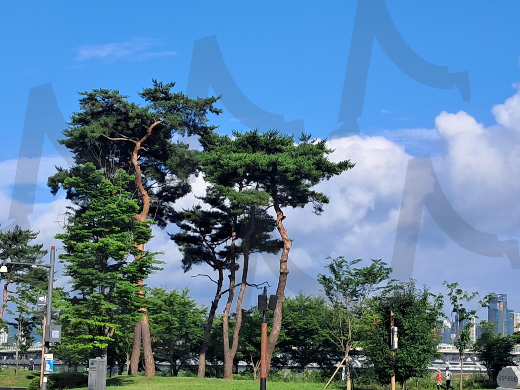 금강 휴식공간 | 세종시, 소나무 캠핑장, 세종주민 휴식공간, 소나무가 주는 아름다움, 소나무와 가족 행복 | 스탠바이 STANDBUY 디지털 콘텐츠