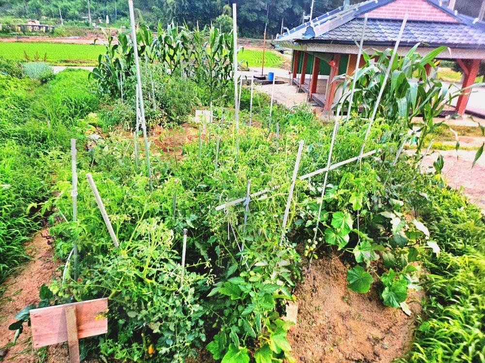 주말농장 | 주말농장, 원동, 작물, 옥수수, 호박 | 스탠바이 STANDBUY 디지털 콘텐츠