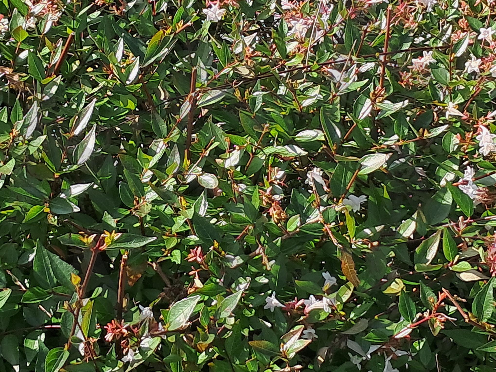 산사 열매 | 세종시, 산사나무, 산사열먀, 산사열마의 풍성함, 산사나무 약효 | 스탠바이 STANDBUY 디지털 콘텐츠