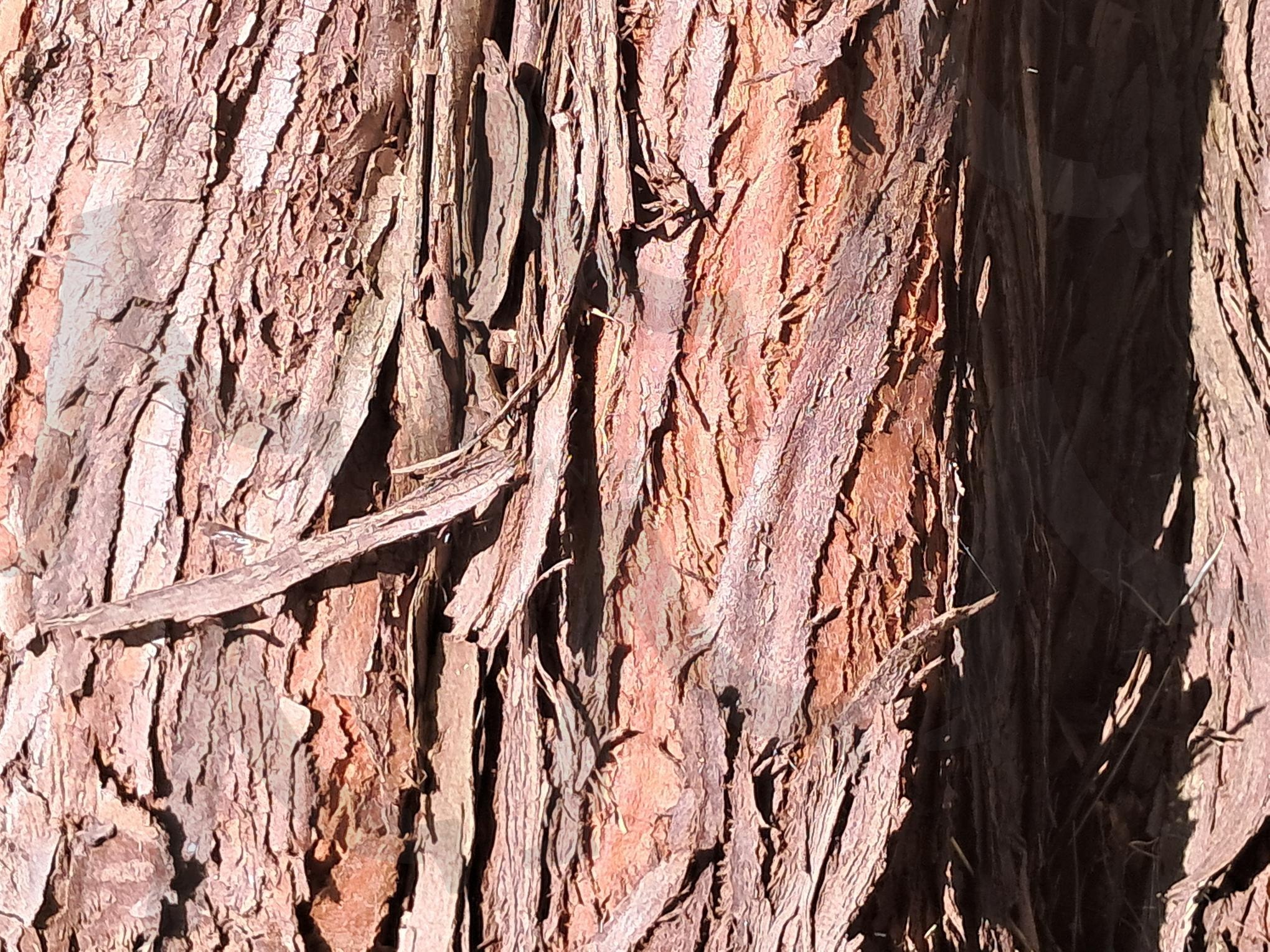 조겅수 나무 | 조겅수 나무 무의, 조경수 나무, 무늬의 아름다움, 나무의 건강함, 세종시 | 스탠바이 STANDBUY 디지털 콘텐츠