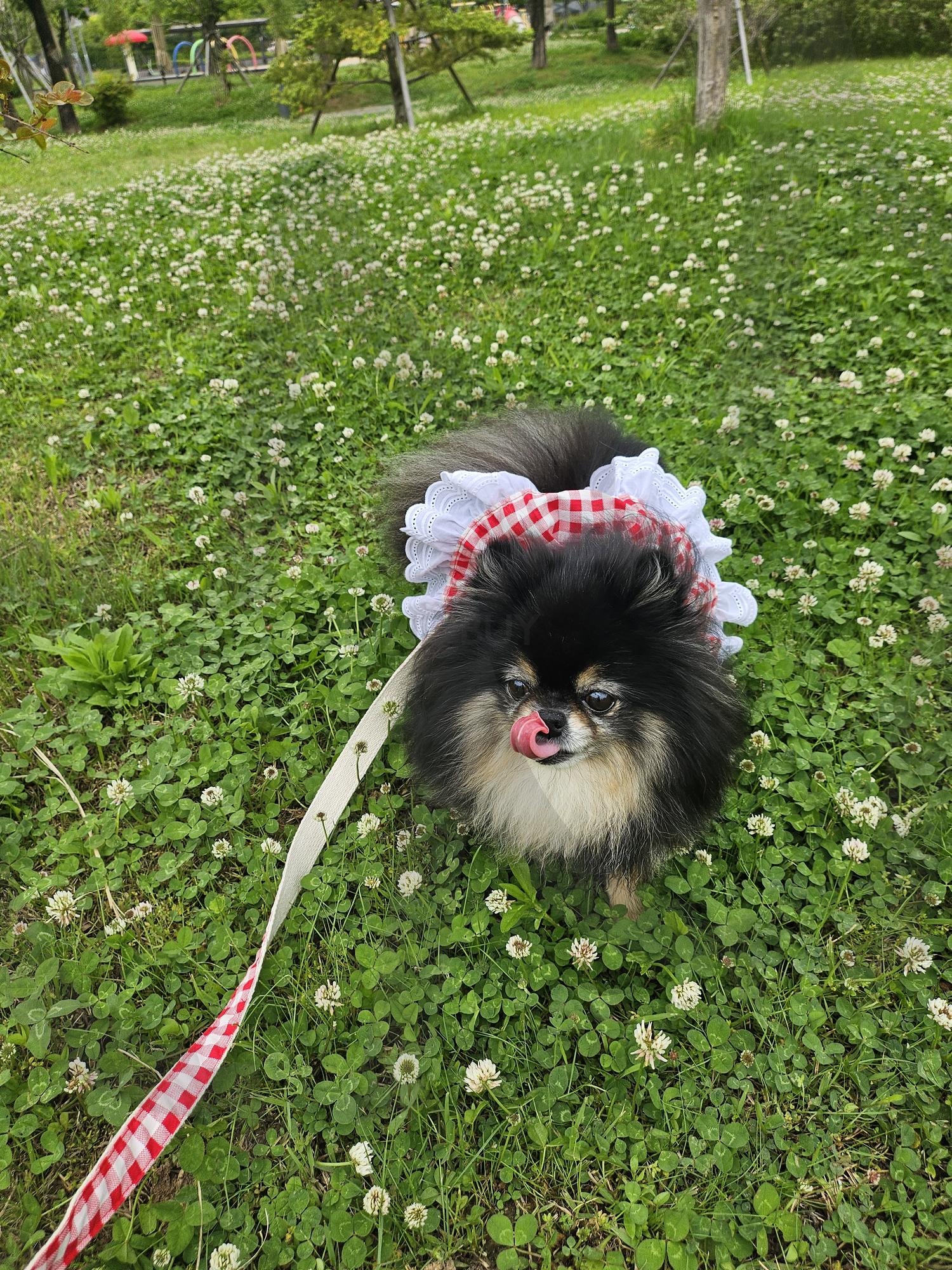 산책 | 산책, 네잎클로버, 강아지, 초록, 귀요미 | 스탠바이 STANDBUY 디지털 콘텐츠