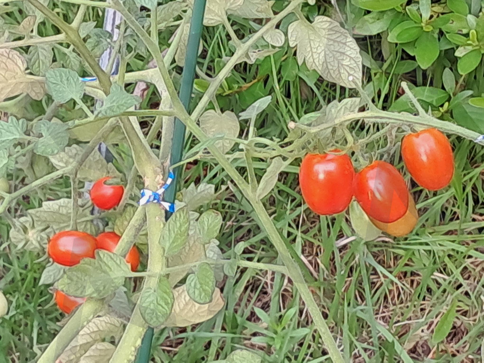 방울 토마도 | 방울 토마도, 세종시 유치원 앞, 방웅 토마도의 싱싱함, 방울 토마도와 정서, 방울토마도의 열매 | 스탠바이 STANDBUY 디지털 콘텐츠