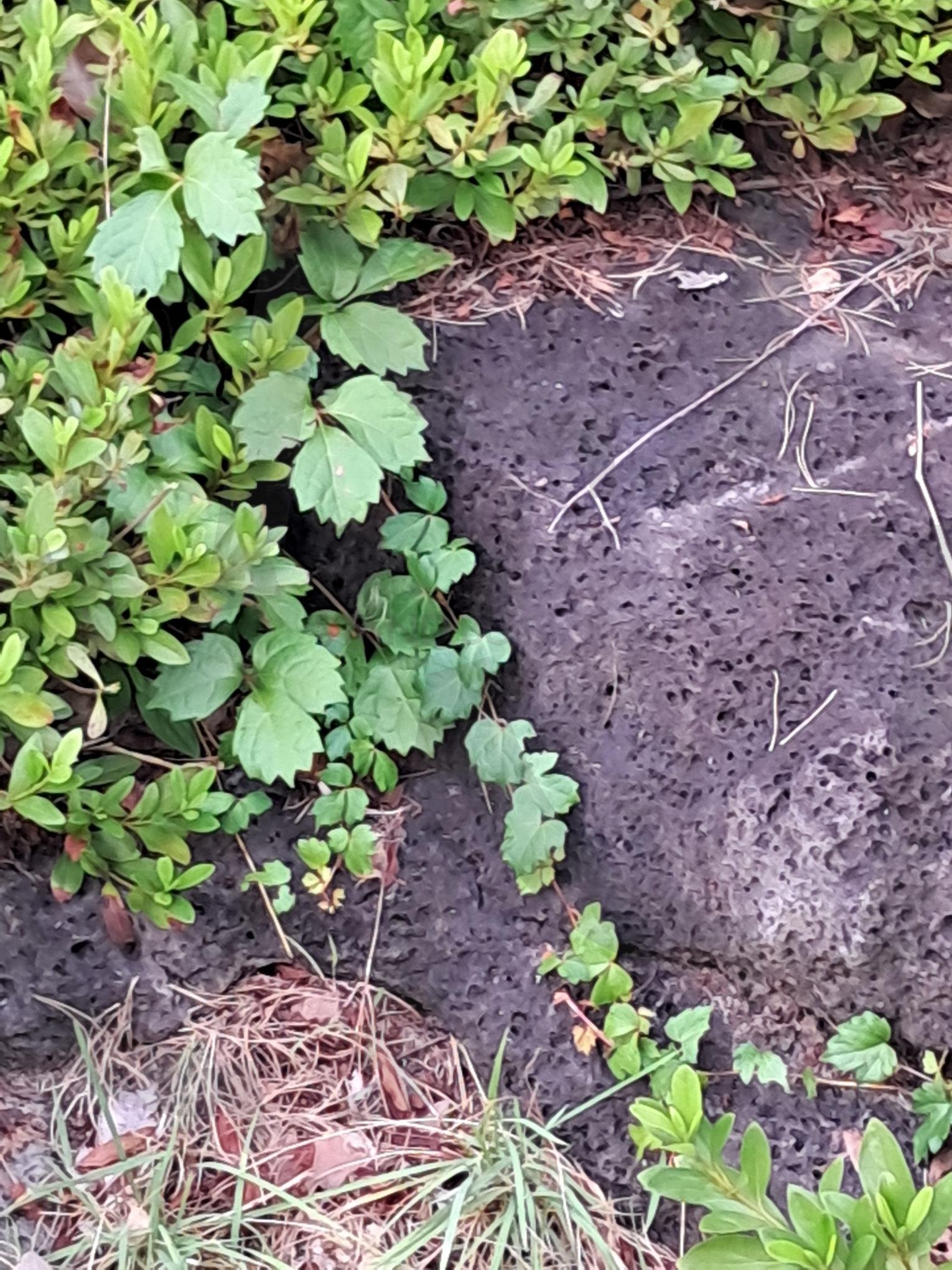 담쟁이 넝쿨 | 담쟁이 넝쿨, 세종시 도로옆, 생명력, 조경석과 조화, 자연과 조화 | 스탠바이 STANDBUY 디지털 콘텐츠