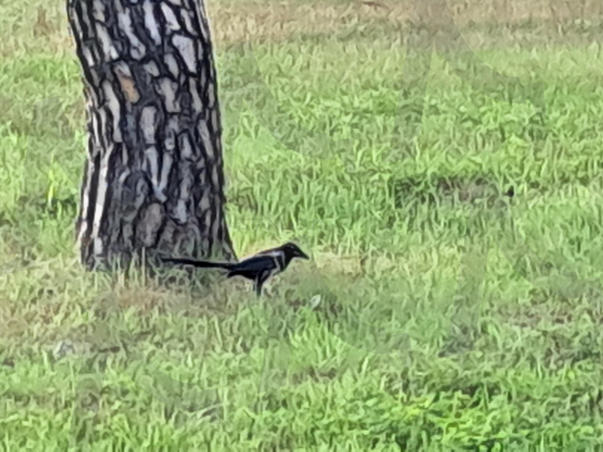까치 | 세종시, 까치, 금강변, 세종과 까치, 자연과 까치 | 스탠바이 STANDBUY 디지털 콘텐츠