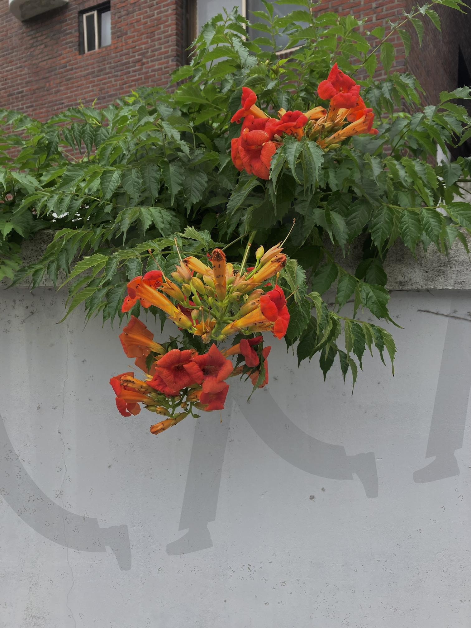 담장에 능소화 | 식물, 능소화, 벽, 담장, 풀, 빨간 꽃, trumpet creeper, 색채 대비 | 스탠바이 STANDBUY 디지털 콘텐츠