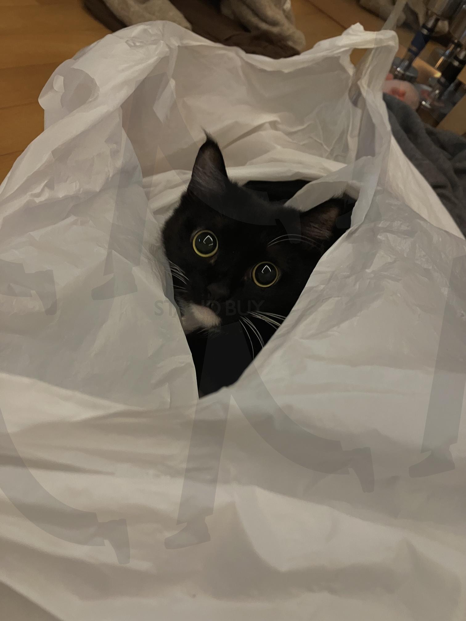 비닐봉지 안 고양이 | 고양이, 비닐봉지, cat, pupil, dialated pupils, 검정 고양이, 턱시도 고양이 | 스탠바이 STANDBUY 디지털 콘텐츠