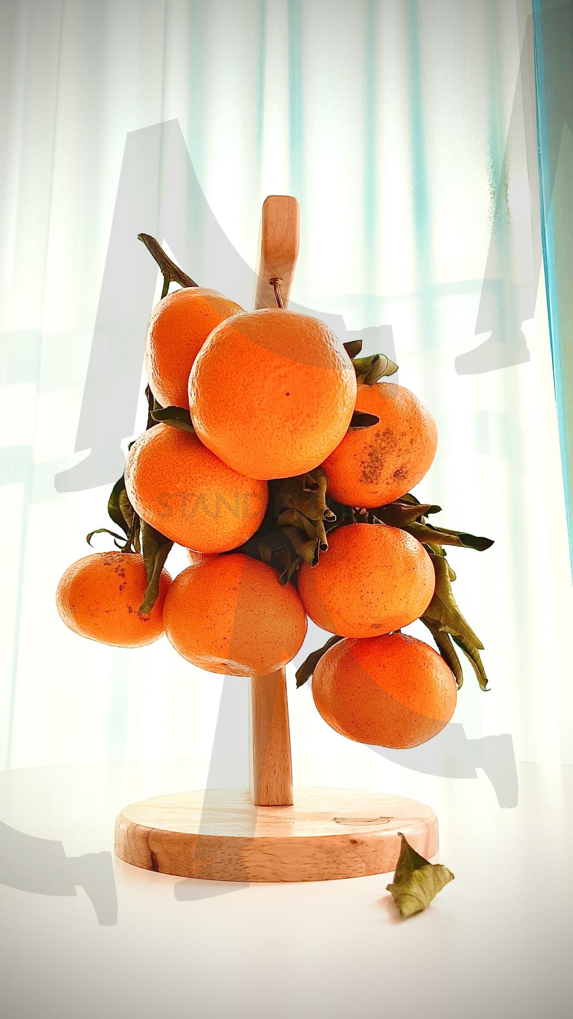 귤 | 귤, 감성, 커텐배경, 과일, 제주귤, 귤나무, 배경화면 | 스탠바이 STANDBUY 디지털 콘텐츠