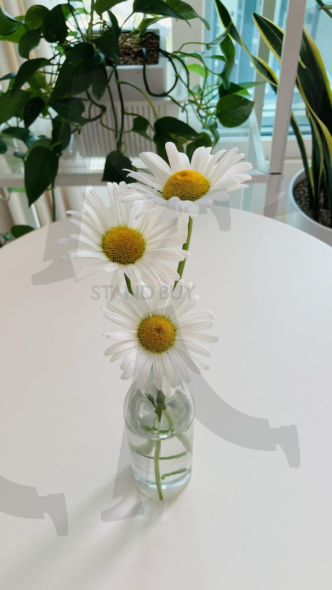 데이지 화병 | 데이지, 데이지 꽃, 꽃, 봄꽃, 계란후라이, daisy, White Flower, fresh flowers, nature, floral, spring flower, natural beauty, 꽃병, 흰테이블 꽃 | 스탠바이 STANDBUY 디지털 콘텐츠
