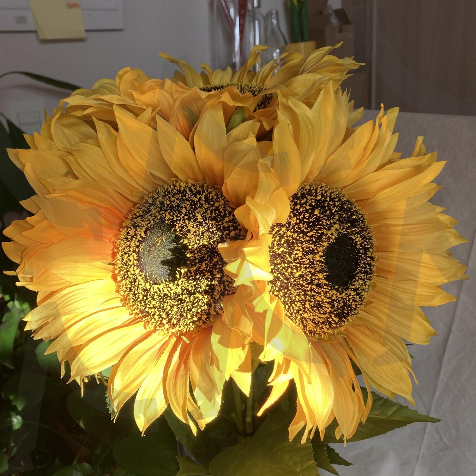 해바라기 | 해바라기, 조화, 풍수, 꽃, 금전화, 노란색, 식물, 자연, 클로즈업, 여름, 꽃잎 | 스탠바이 STANDBUY 디지털 콘텐츠