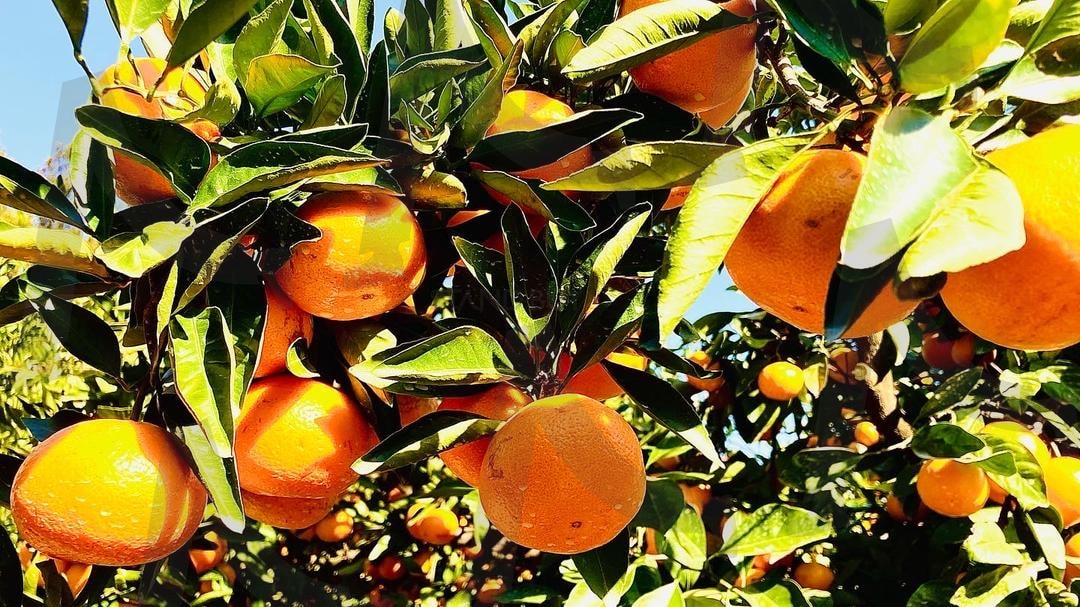 귤 제주도 | 귤, 제주도, 배경화면, 감성, 제주감귤, 감귤나무, 제주, 여행, 과일, 나무, 감귤, 관광, 관광지 | 스탠바이 STANDBUY 디지털 콘텐츠