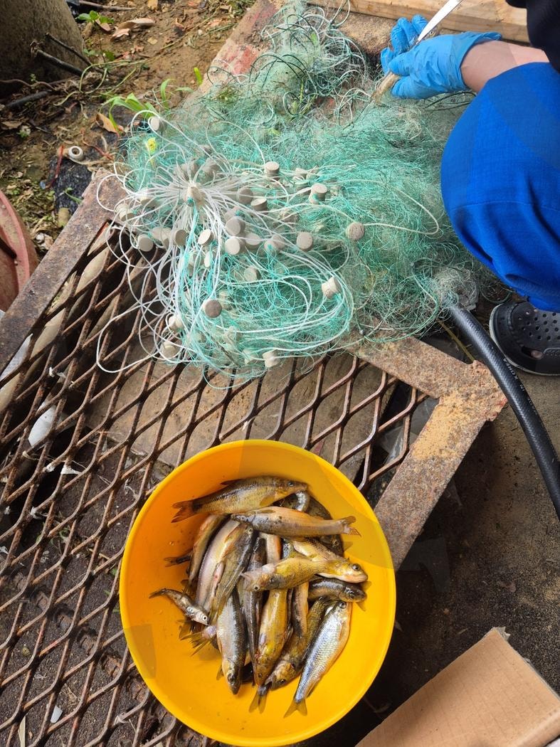 민물고기 | 민물고기, 청정지역의 민물고기, 일급수의 민물고기, 투망으로 잡은 고기, 동심의 시절과 우정 | 스탠바이 STANDBUY 디지털 콘텐츠