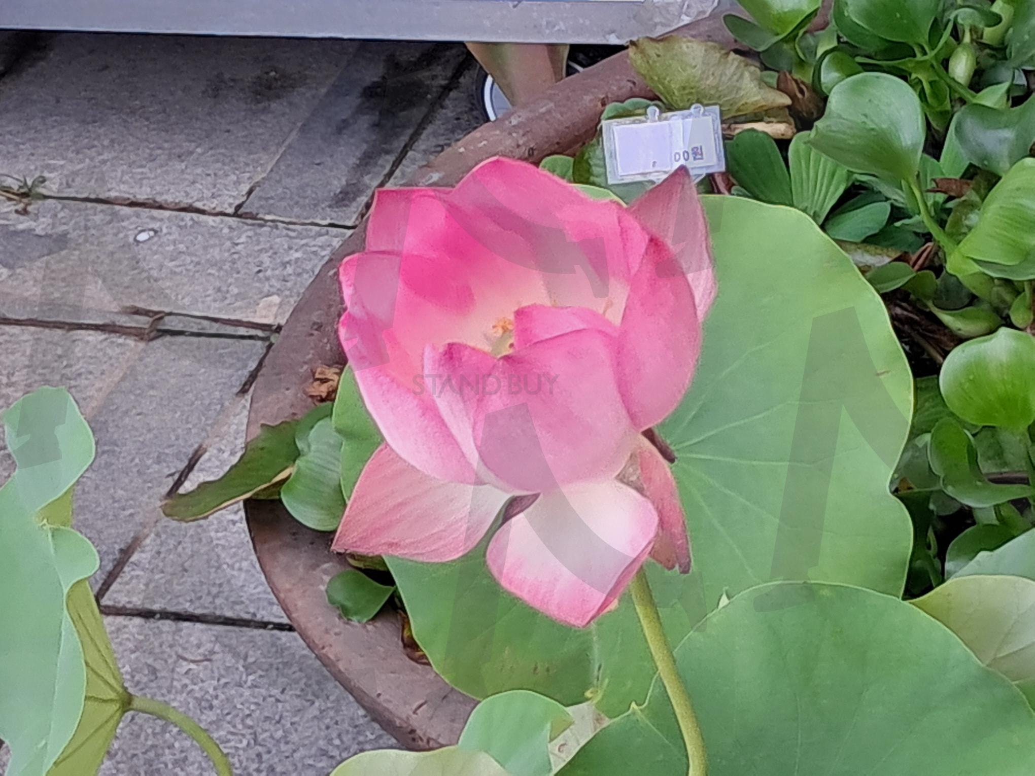 연꽃 | 연꽃, 연꽃의 아름다움, 세종시의 연꽃, 연꽃의 상징, 연꽃과 마음순화 | 스탠바이 STANDBUY 디지털 콘텐츠