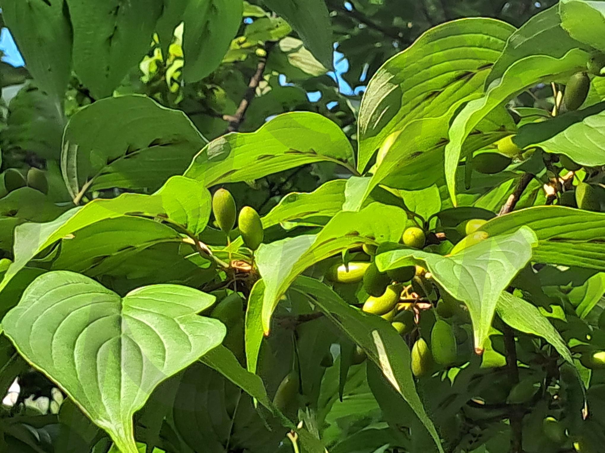 수국잎 | 수국, 수국잎, 수국잎의 싱싱함, 세종시의 자연, 세종과 정서순화 | 스탠바이 STANDBUY 디지털 콘텐츠