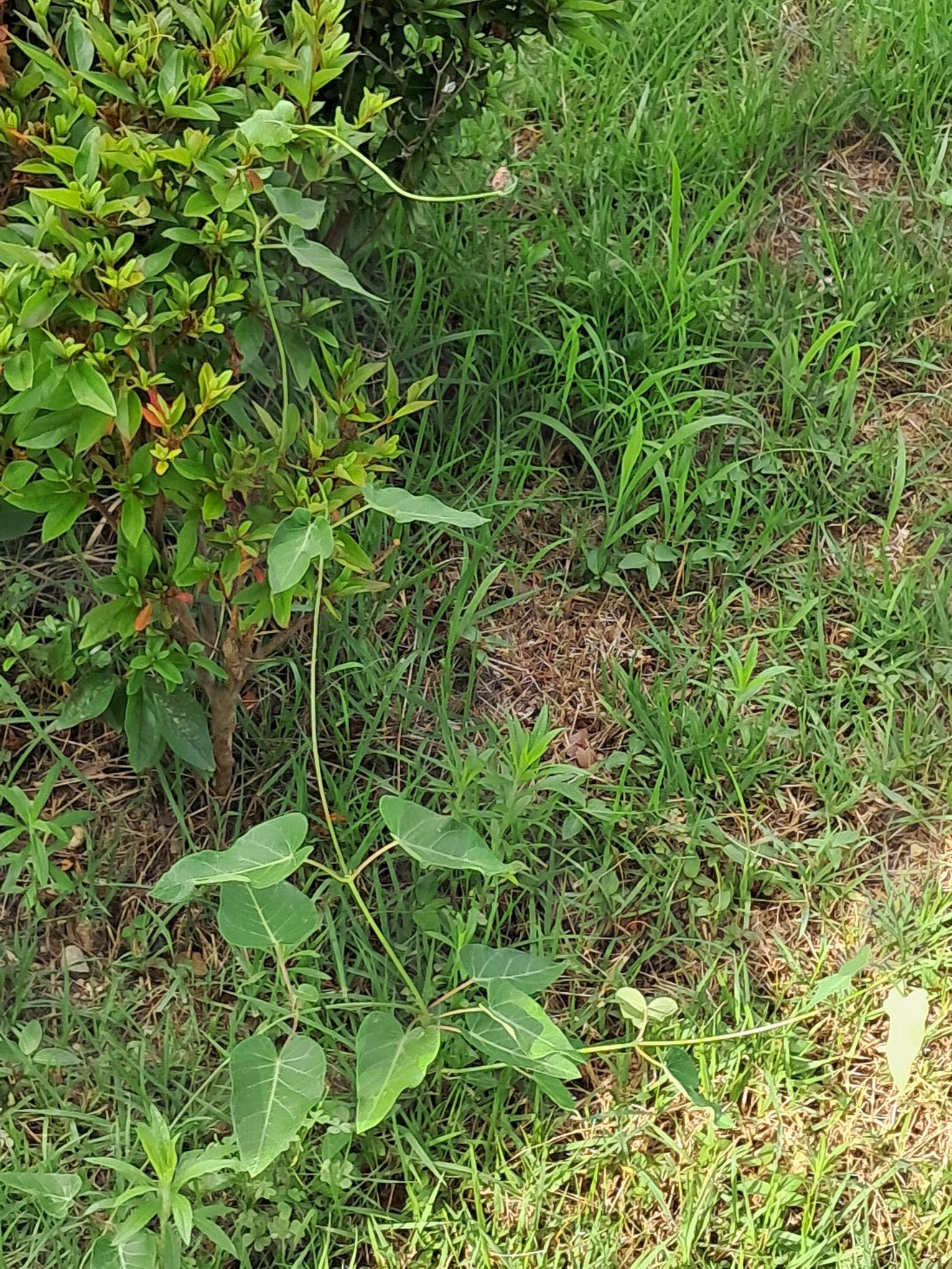 야생약초 하수오 | 하수오, 야생약초, 도십속의 야생초, 하수오의 아름다움, 하수오와 정서순화 | 스탠바이 STANDBUY 디지털 콘텐츠