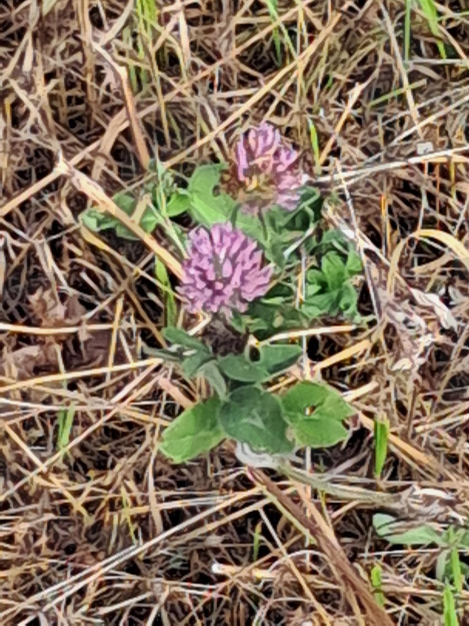 토끼 풀 | 토끼풀, 토끼풀 꽃, 야생초, 토끼풀과 세종시, 정서순화 | 스탠바이 STANDBUY 디지털 콘텐츠