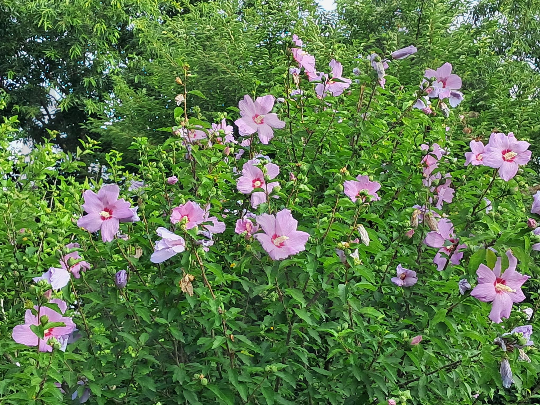 무궁화꽃 | 무궁화, 무궁화꽃, 세종시 금강, 긍강산책로, 나라사랑과 무궁화 | 스탠바이 STANDBUY 디지털 콘텐츠