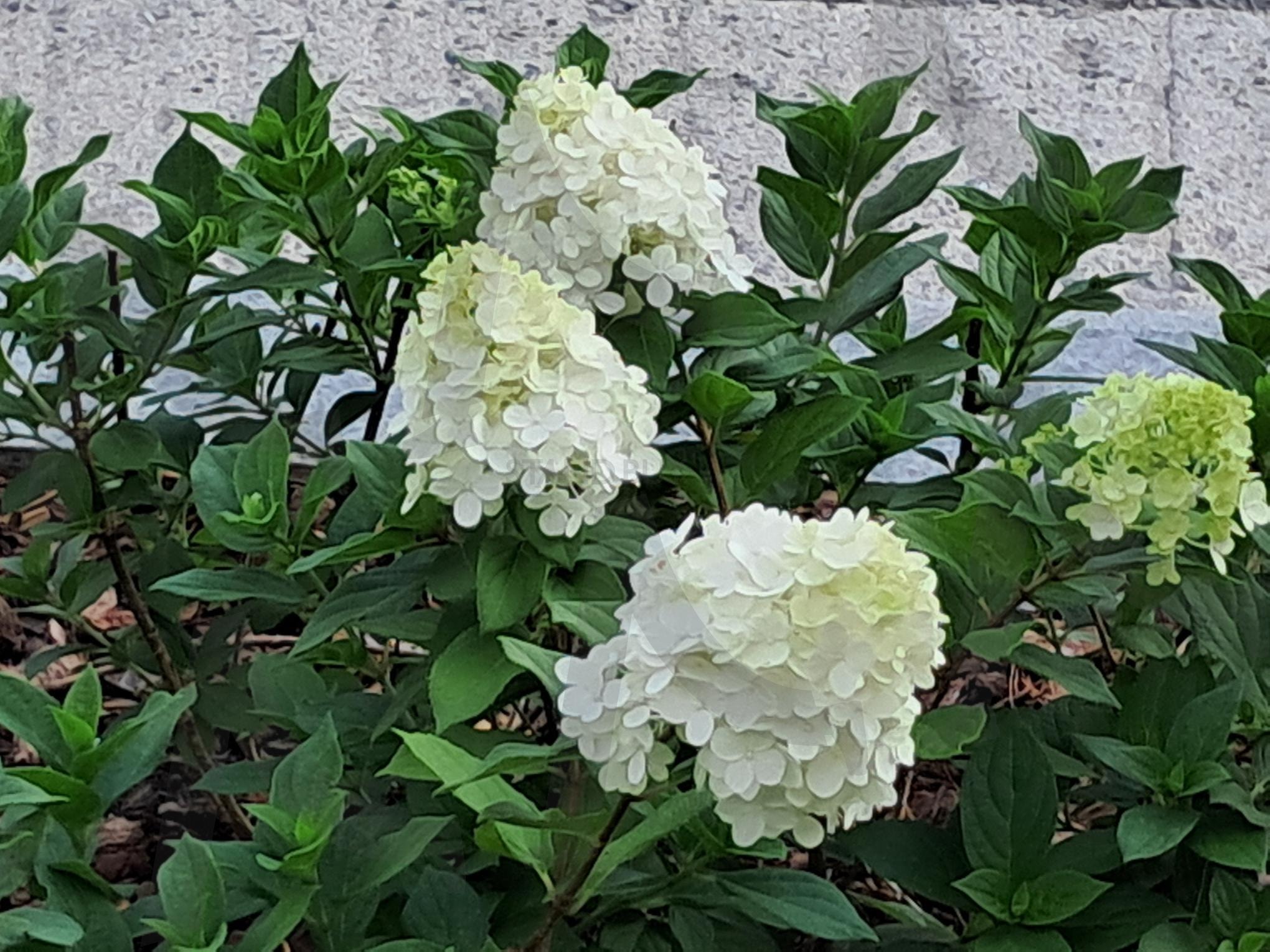 수국 | 수국, 수국꽃, 수국의 아름다움, 수굮꽃, 세종과 수국꽃 | 스탠바이 STANDBUY 디지털 콘텐츠