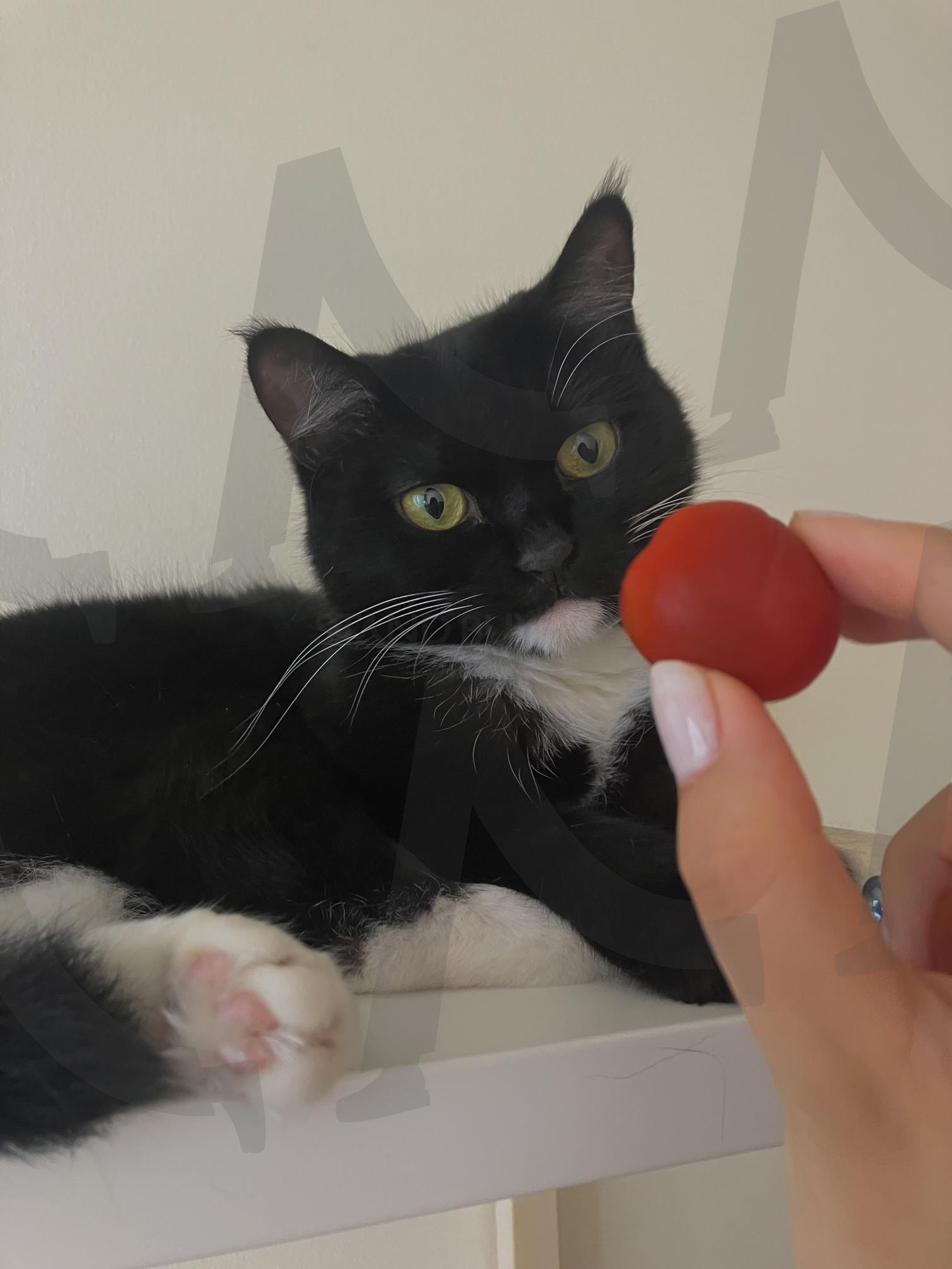 토마토와 고양이 | 고양이, 턱시도 고양이, 토마토, 방울토마토, cat, tomato, 핑크 젤리, 네일아트 | 스탠바이 STANDBUY 디지털 콘텐츠