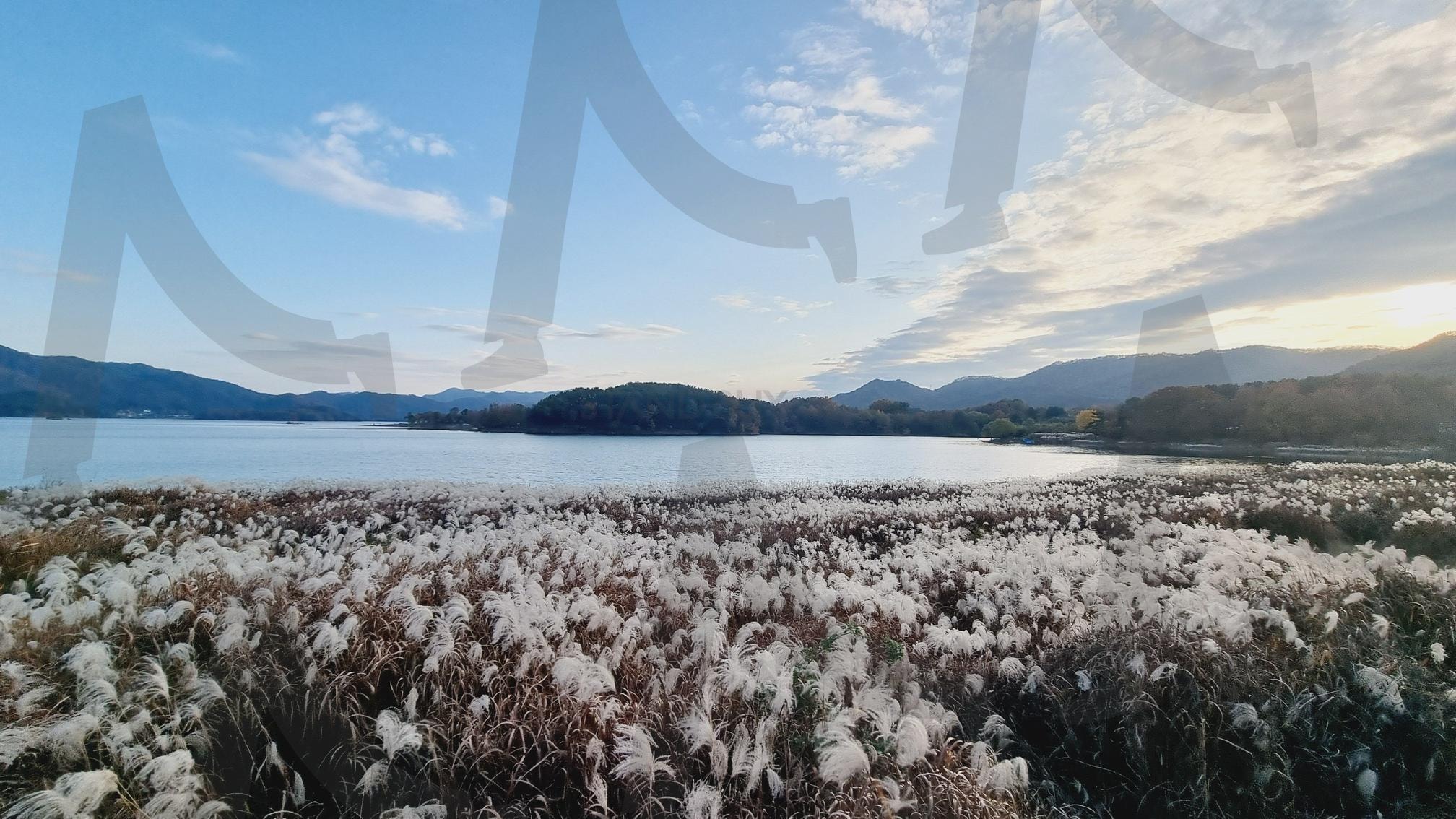"고요한 가을날, 억새와 호수의 풍경" | 가을풍경, 억새밭, 호수, 자연, 평화 | 스탠바이 STANDBUY 디지털 콘텐츠