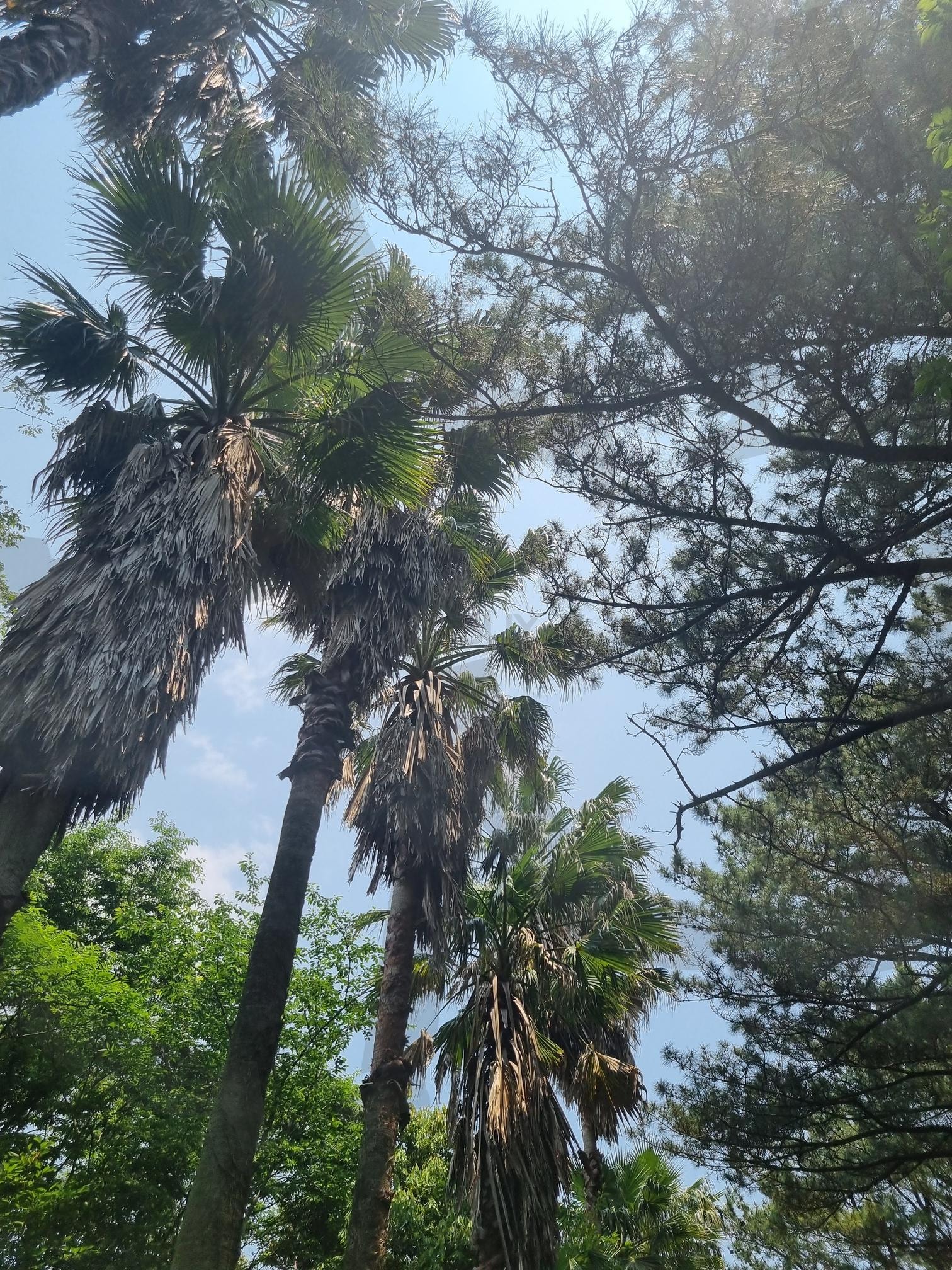 한국의 야자수 | 야자수, 나무, 열대야, 제주도, 힐링, 숲, 공원, 산책 | 스탠바이 STANDBUY 디지털 콘텐츠